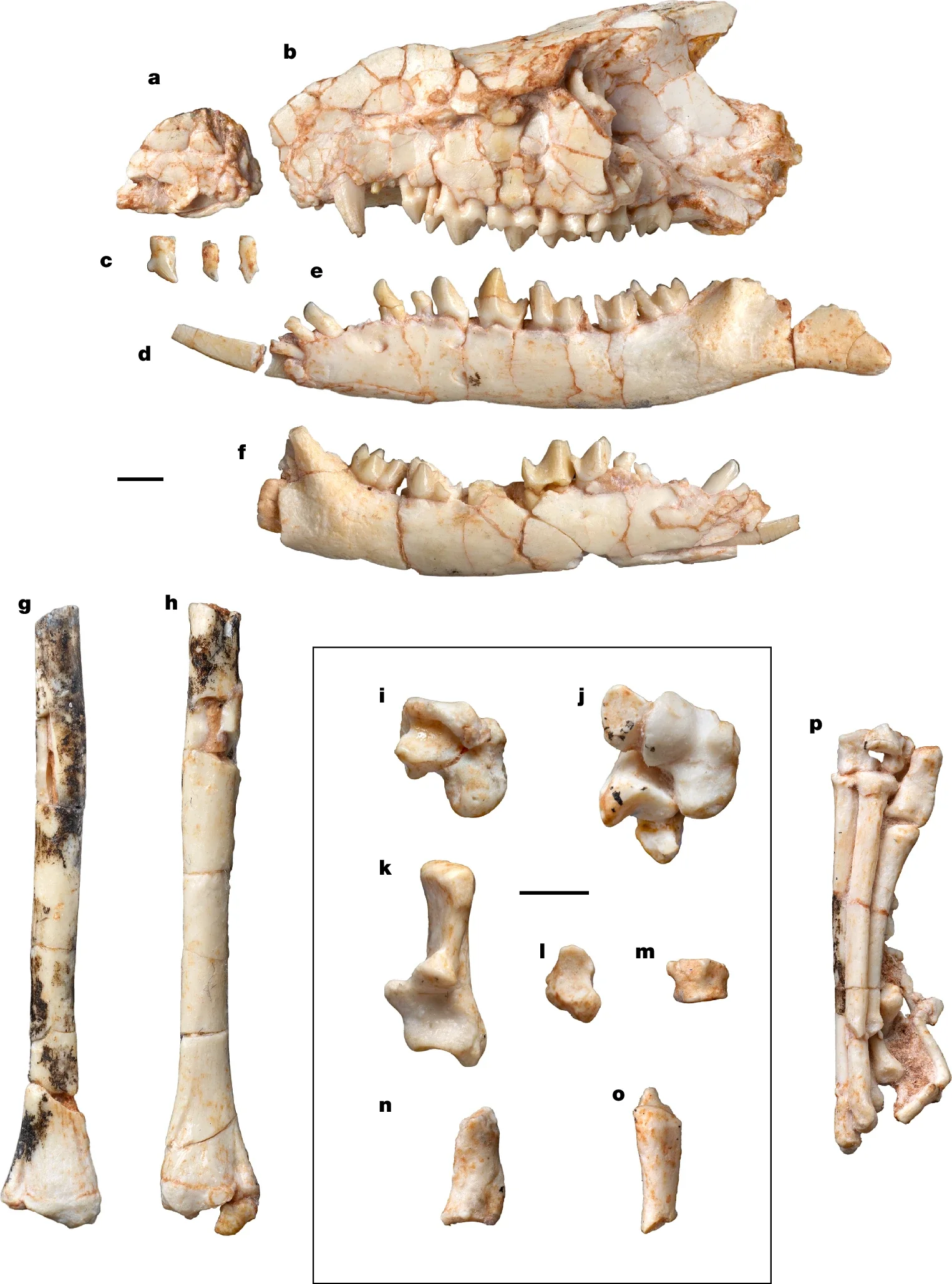 Holotype of T. balcarceli (PSS-MAE 618) from the Upper Cretaceous of Mongolia.
