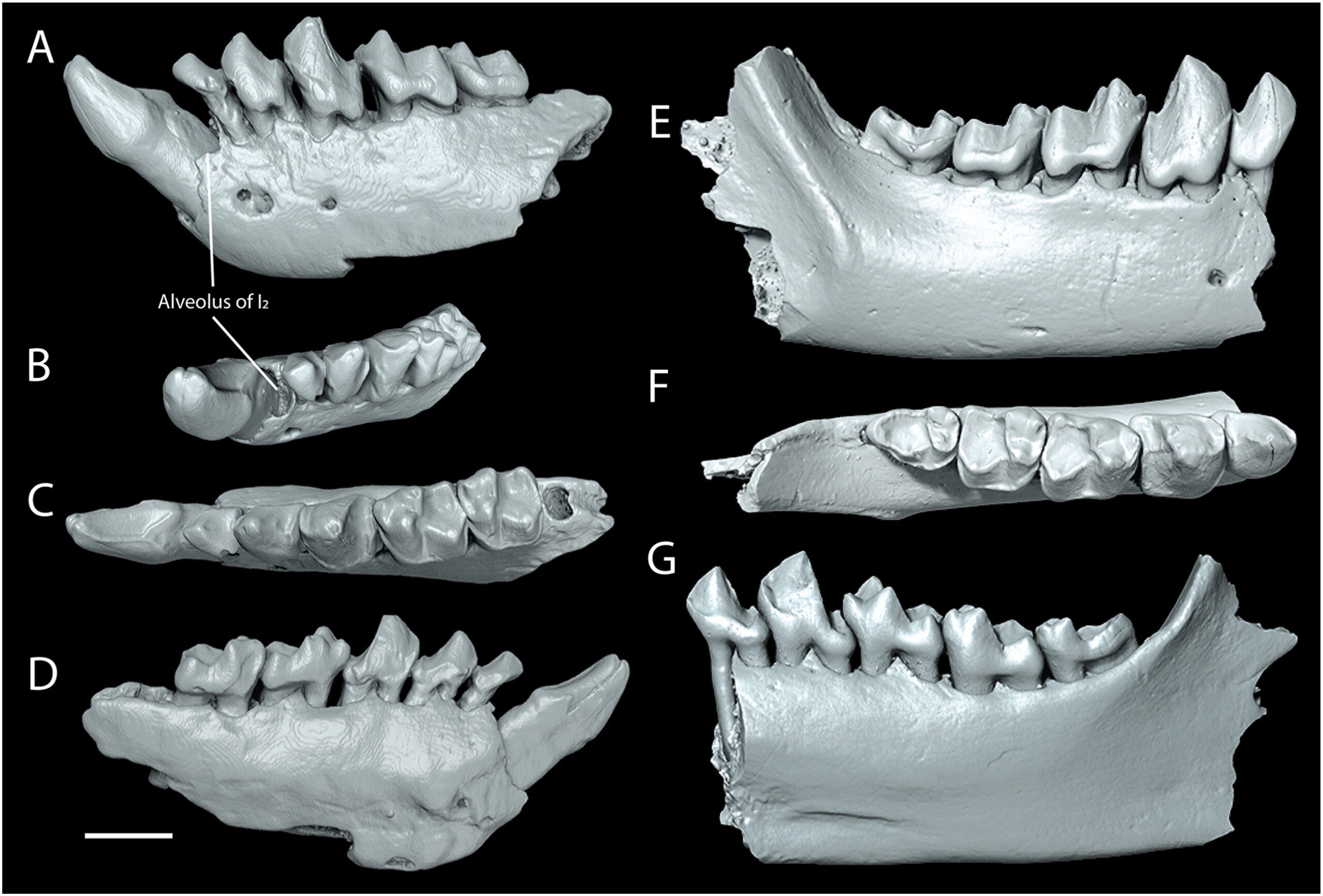 Partial dentaries of Tetonius varleyorum sp. nov. from the Smiley Draw local fauna, Great Divide Basin, Wyoming.