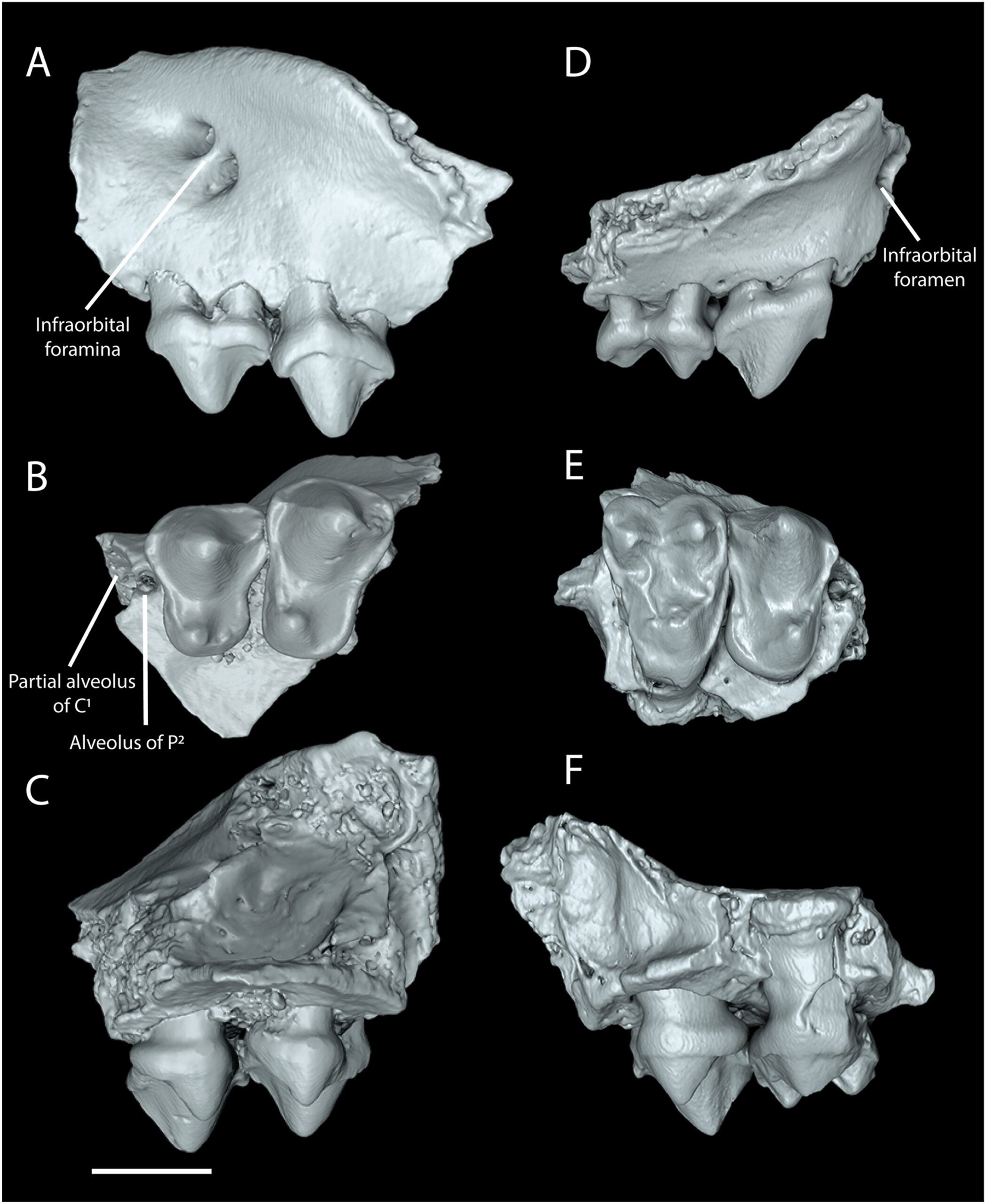 Maxillary fragments of Tetonius varleyorum sp. nov. from the Smiley Draw local fauna, Great Divide Basin, Wyoming.