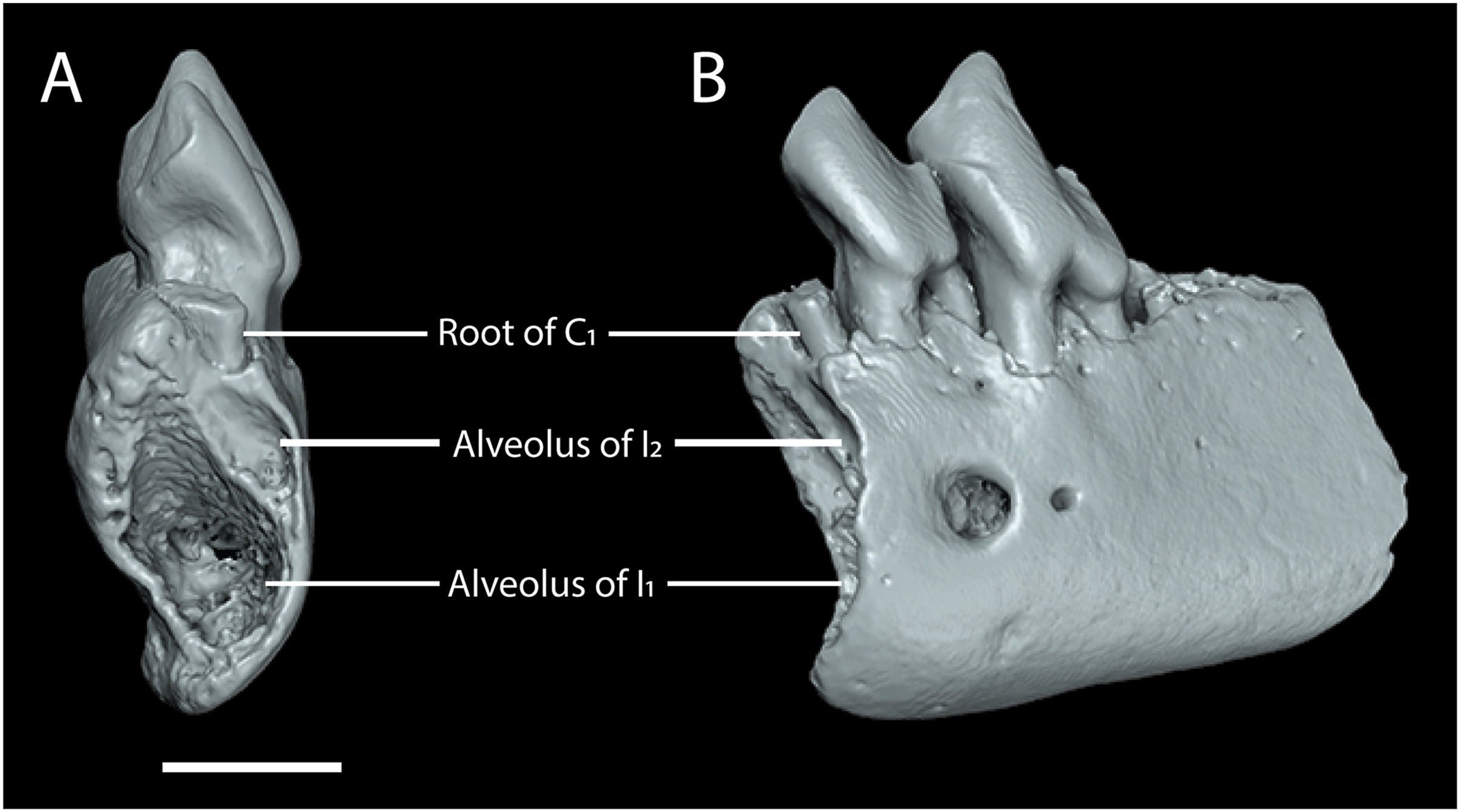 Details of anterior lower dentition in Tetonius varleyorum sp. nov.