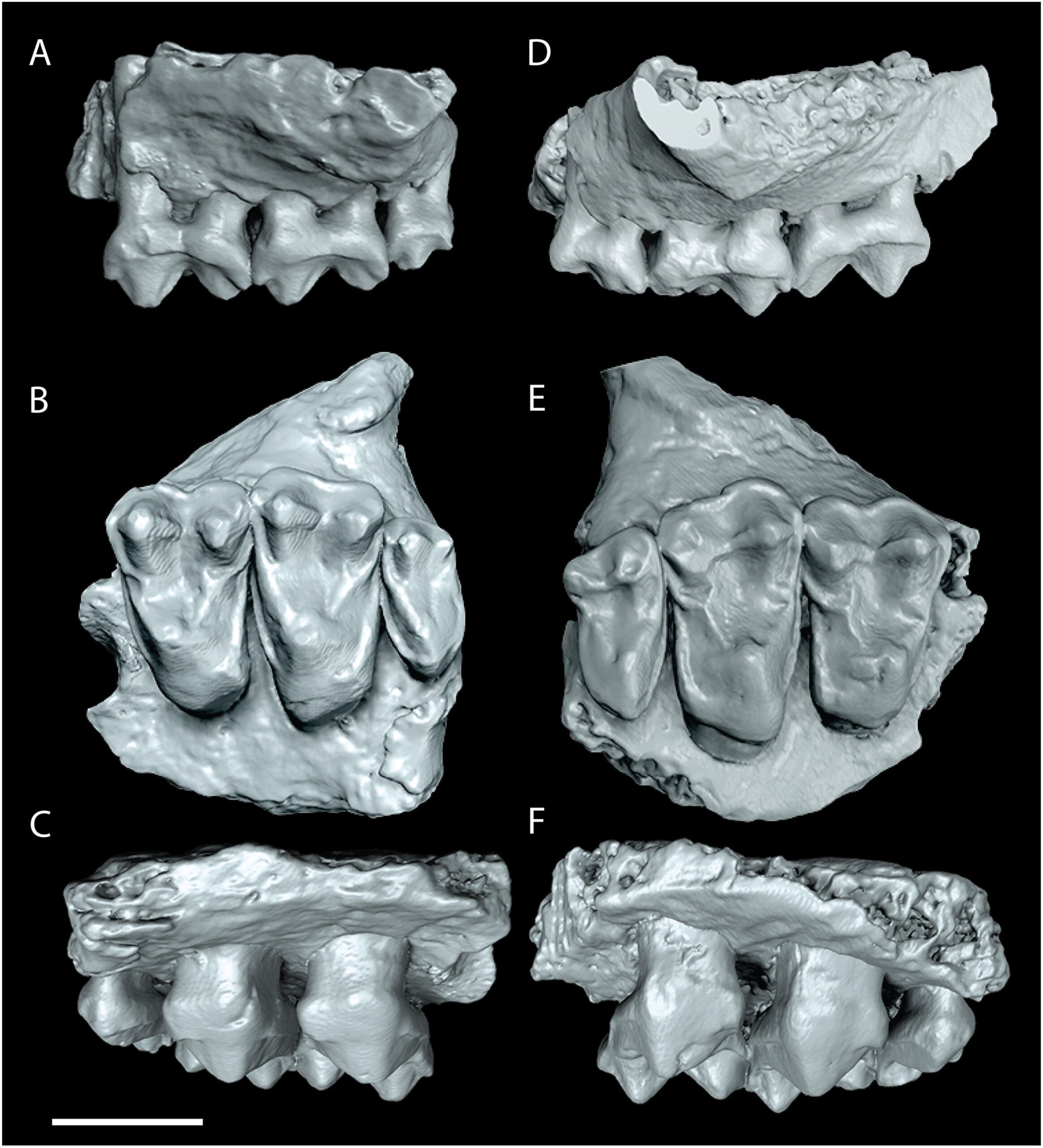 Maxillary fragments of Tetonius varleyorum sp. nov. from the Smiley Draw local fauna, Great Divide Basin, Wyoming.