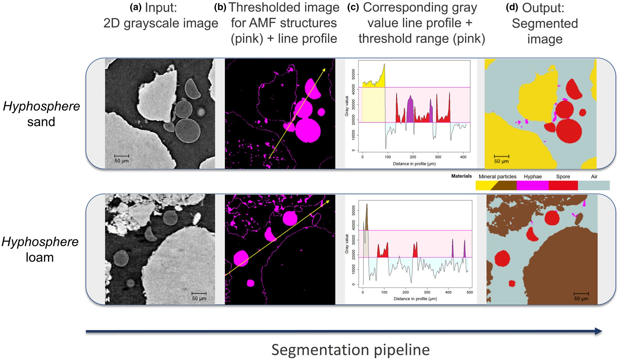 Segmentation workflow from grayscale input to classified image.