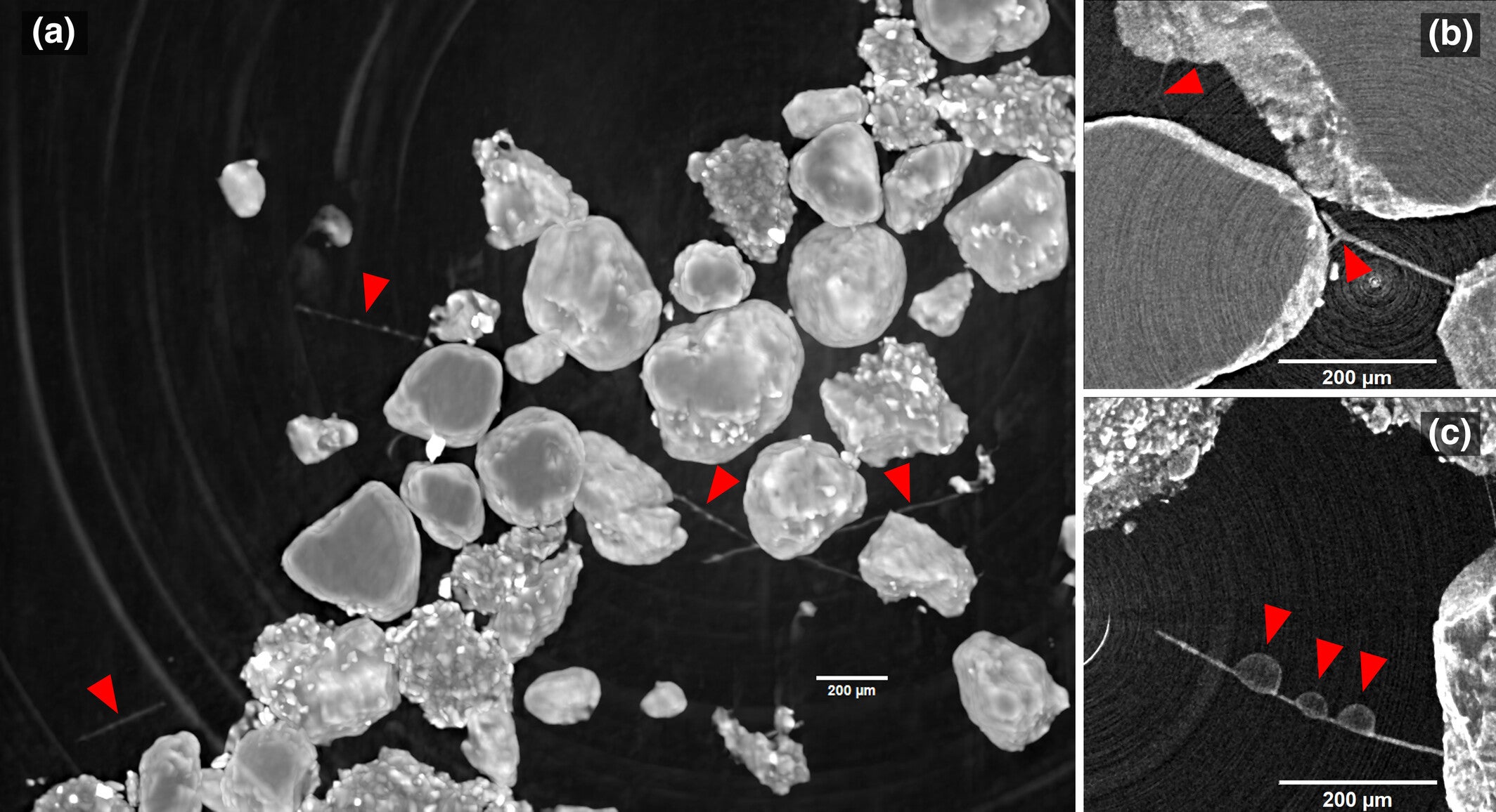 Maximum intensity projections of computed microtomography images of arbuscular mycorrhizal fungal (AMF, species: Rhizophagus irregularis) hyphae (red arrows) in the Sterile Hyphosphere setup.