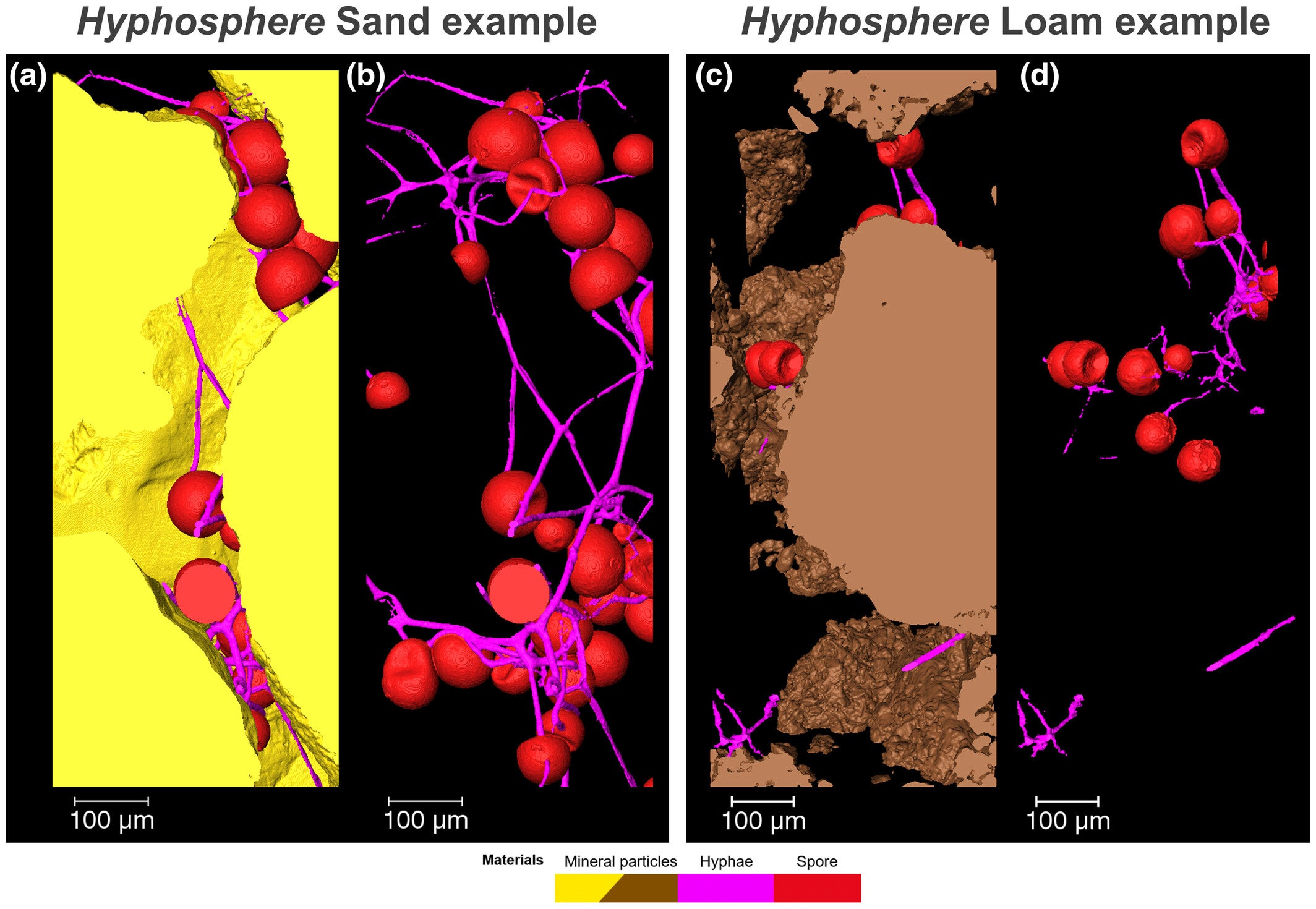 Exemplary three-dimensional–segmented Hyphosphere spore clusters and hyphal networks of an arbuscular mycorrhizal fungus (Rhizophagus irregularis) (voxel size: 0.65 μm, dimensions: 975 × 390 × 390 μm) in sand (a, b; yellow) and loam (c, d; brown).