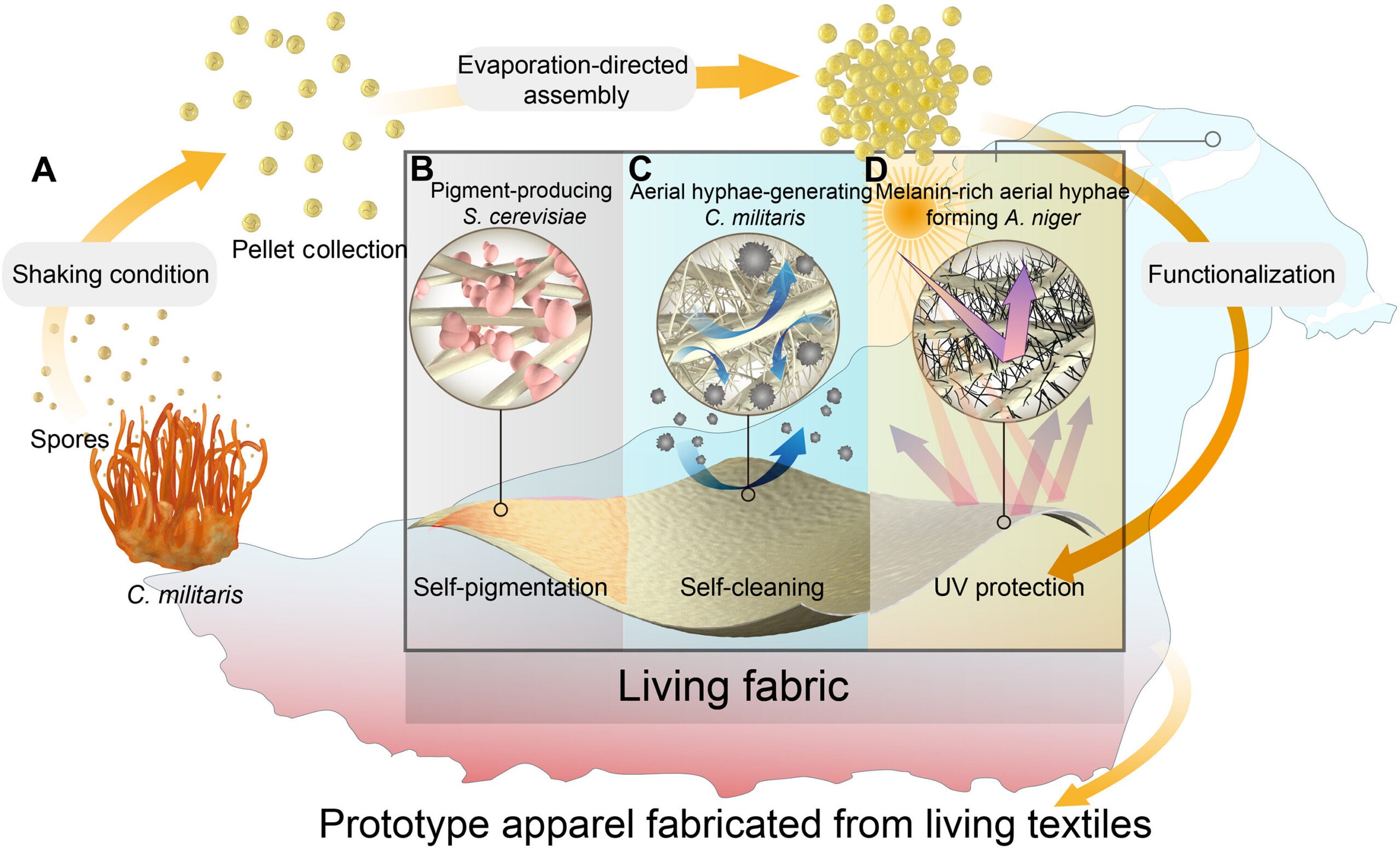 Biofabrication and multifunctional properties of engineered living textiles. The mycelial textile platform combines the structural integrity of C. militaris pellets with programmable metabolic functions from engineered microbes. 