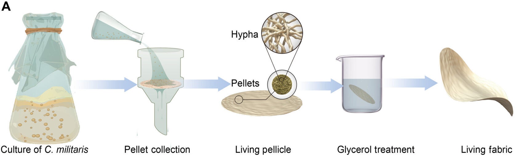 Schematic representation of the hyphal pellets culture and pellicle preparation process. C. militaris was precultured, collected as pellets, and processed into flexible pellicles, followed by treatment with glycerol.