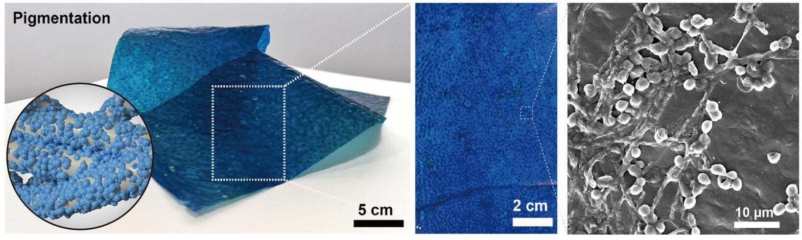 Optical image of a blue fabric formed by combining GL10 with engineered yeasts expressing the mel1 enzyme for pigment production. 