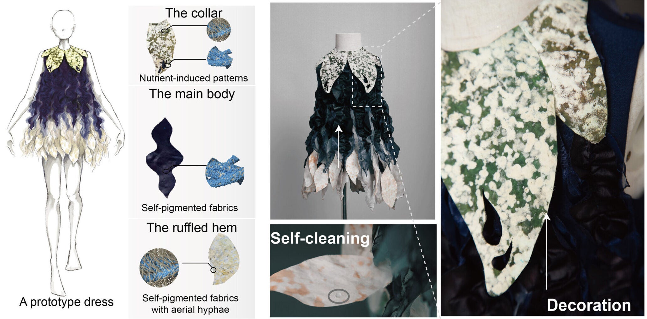 Prototype garment fabricated from self-pigmented fungal textiles. Engineered S. cerevisiae provides in situ coloration, and aerial hyphae confer ultraviolet resistance and self-cleaning properties.