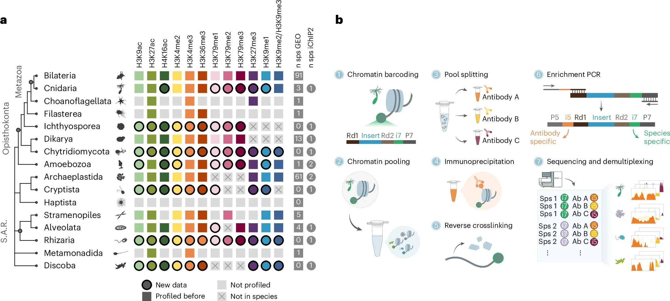 iChIP2 enables multiplexed chromatin profiling across eukaryotes.