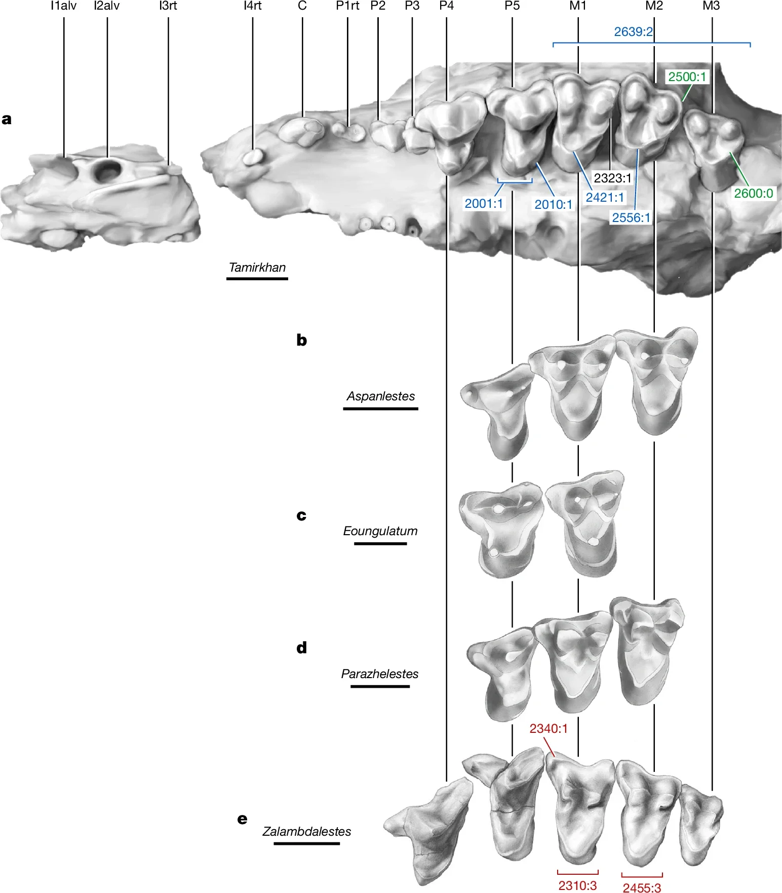 Upper dentition and palate of T. balcarceli compared with zhelestids and a zalambdalestid, and selected characters supporting major clades.