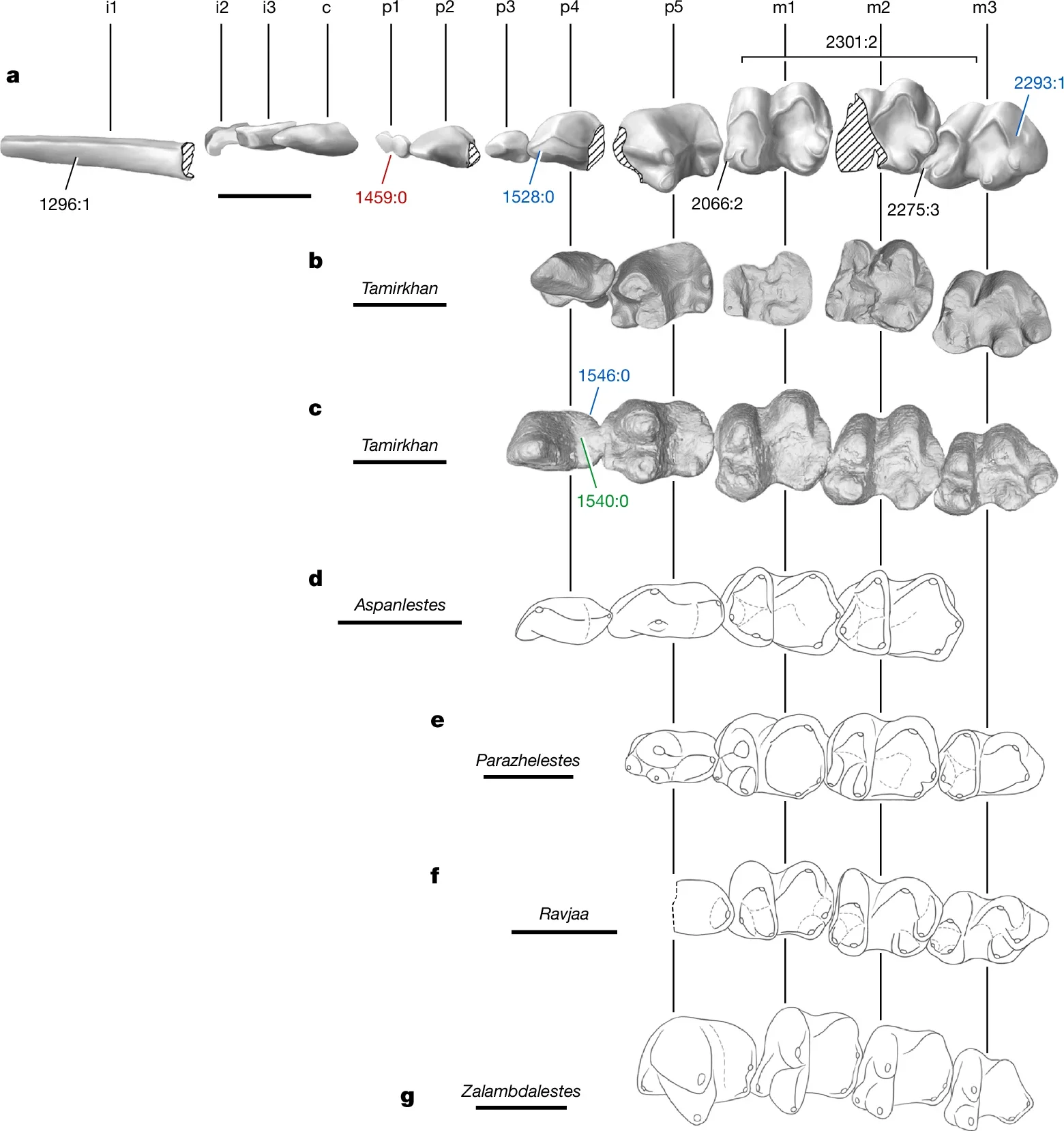 Lower dentitions of T. balcarceli compared to zhelestids and a zalambdalestid and selected characters supporting major clades.
