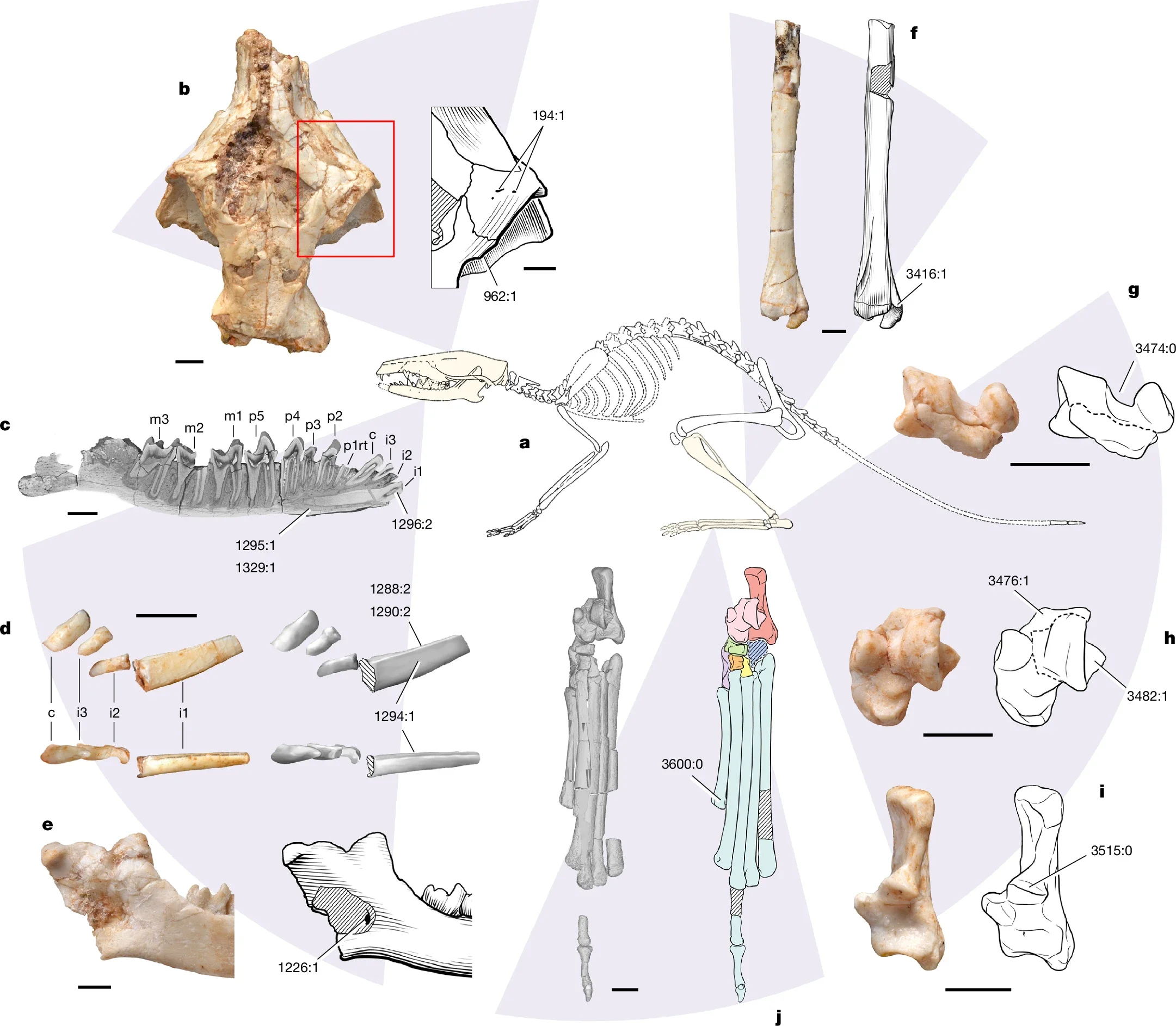 Elements of the cranium, dentition and postcranium of T. balcarceli that express synapomorphies associated with the clade Zalambdalestoidea to which Tamirkhan and zhelestids belong.
