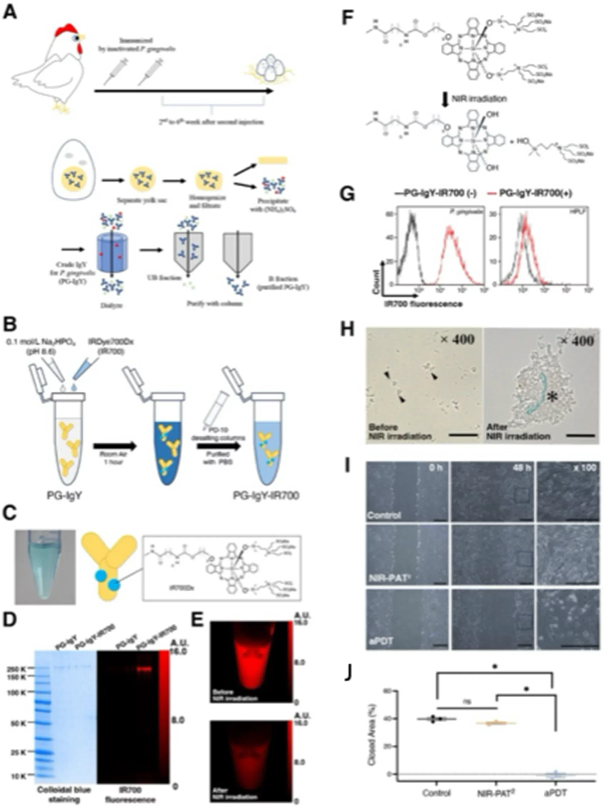 Preparation and evaluation of PG-IgY-IR700 against P. gingivalis.