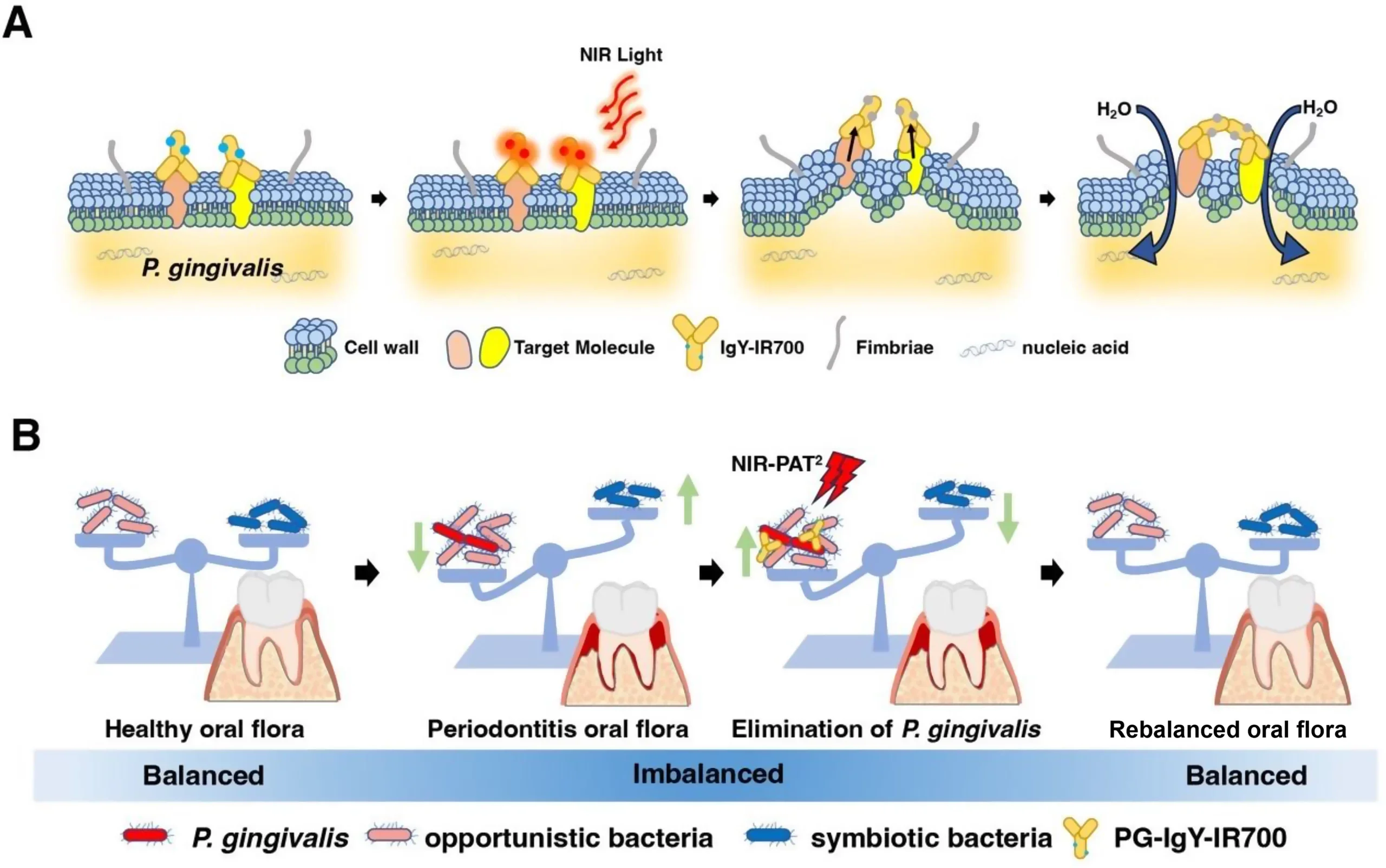 Schematic diagram of the mechanism of action of NIR-PAT2.