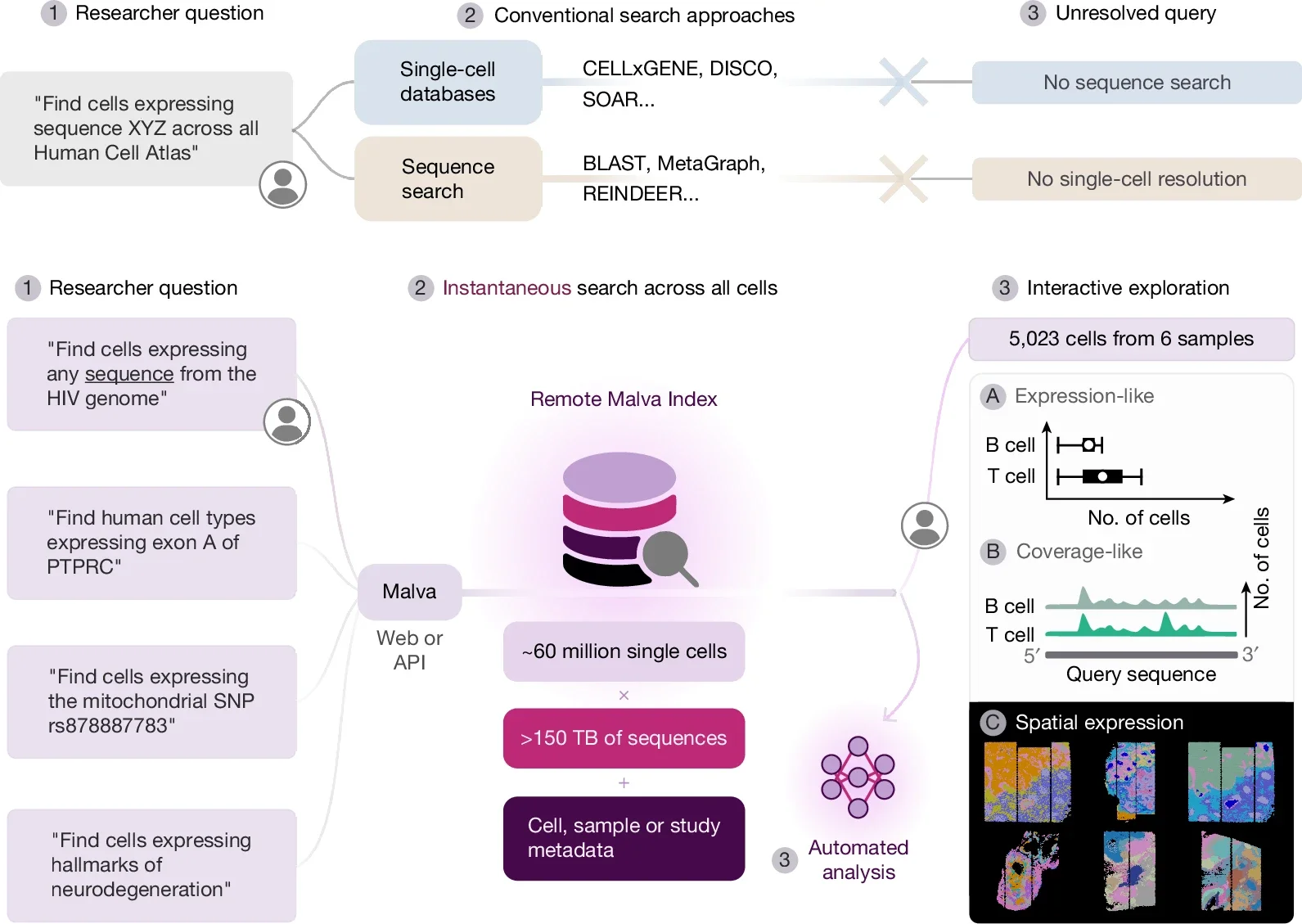 Malva enables instantaneous sequence-based queries across single-cell atlases.