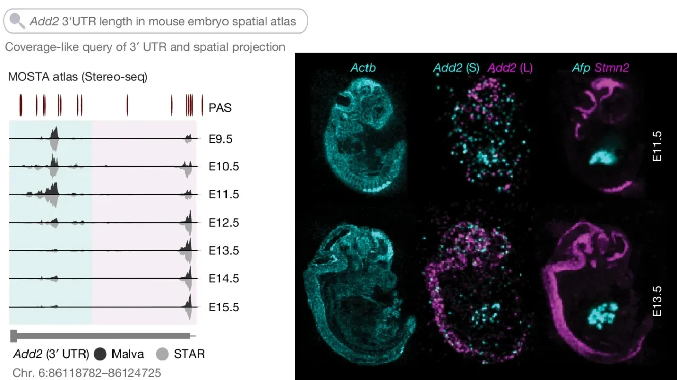 Malva analysis explains 3′ UTR usage patterns in its spatial context—that is, 3′ UTR length regulation of Add2 during spatiotemporal mouse embryogenesis. 