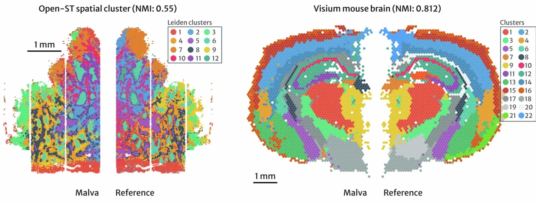 Comparison of cluster results for Open-ST human tumor and Visium mouse brain datasets. Malva-based clustering (left) and reference clustering (right) yield similar structures; spatial coordinates are mirrored for visualization.