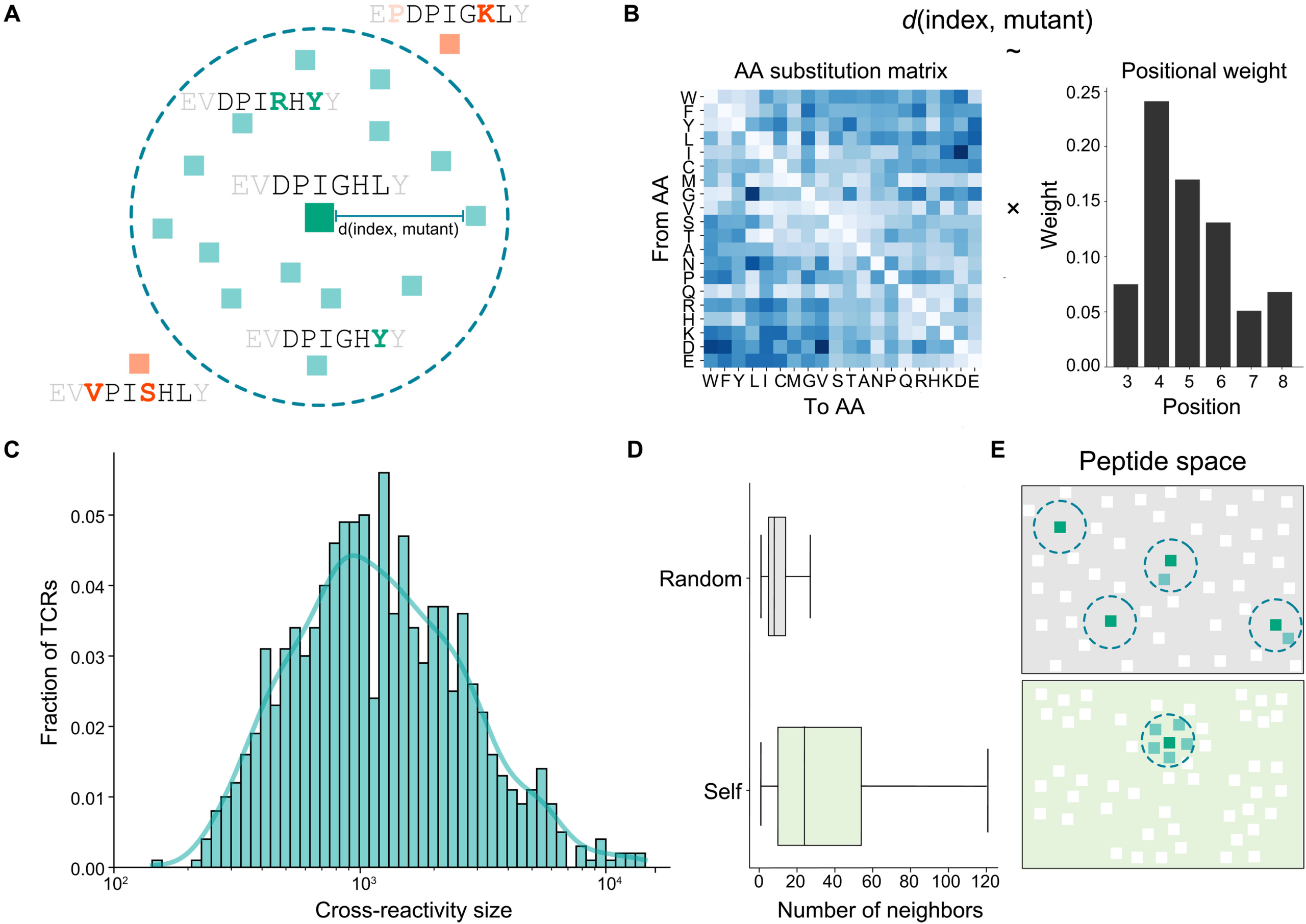 Cross-reactivity provides a mechanism for T cell generalization.