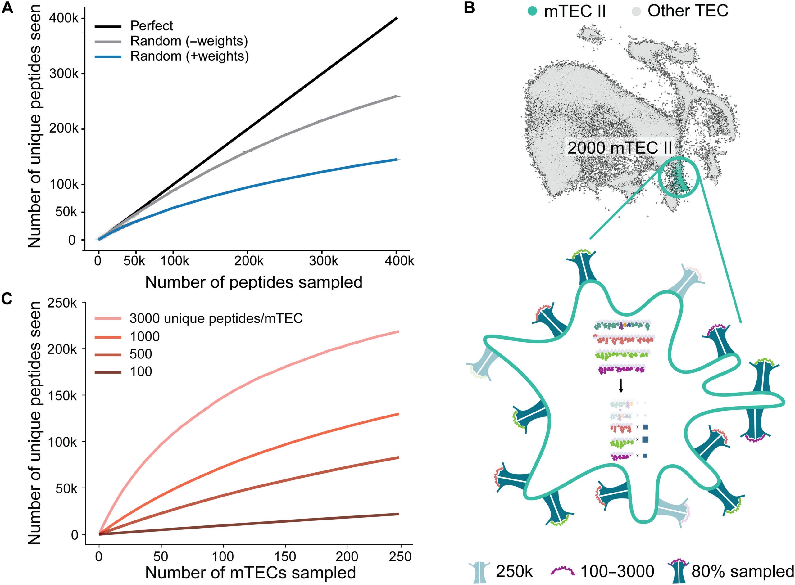 Estimating the number of peptides an individual T cell sees in the thymus.