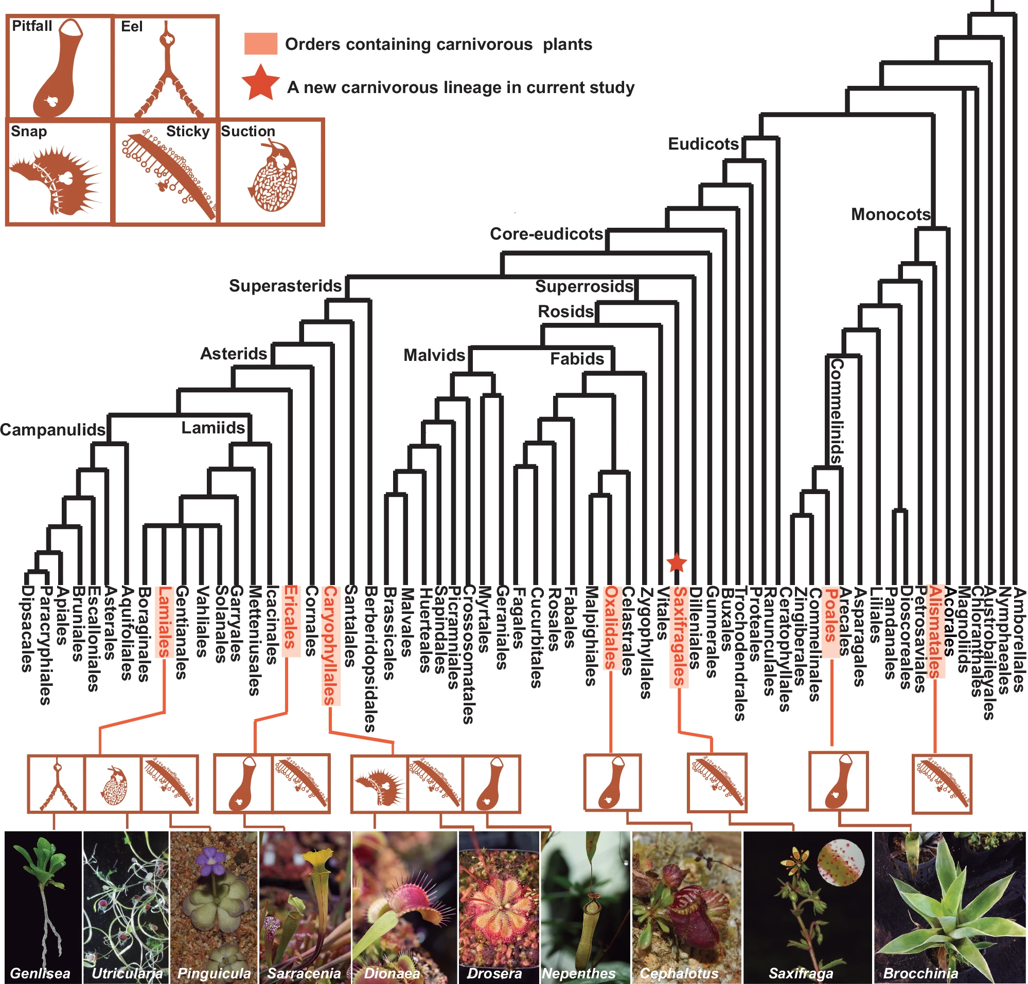 The phylogenetic framework is based on the Angiosperm Phylogeny Group IV (APG IV, 2016).