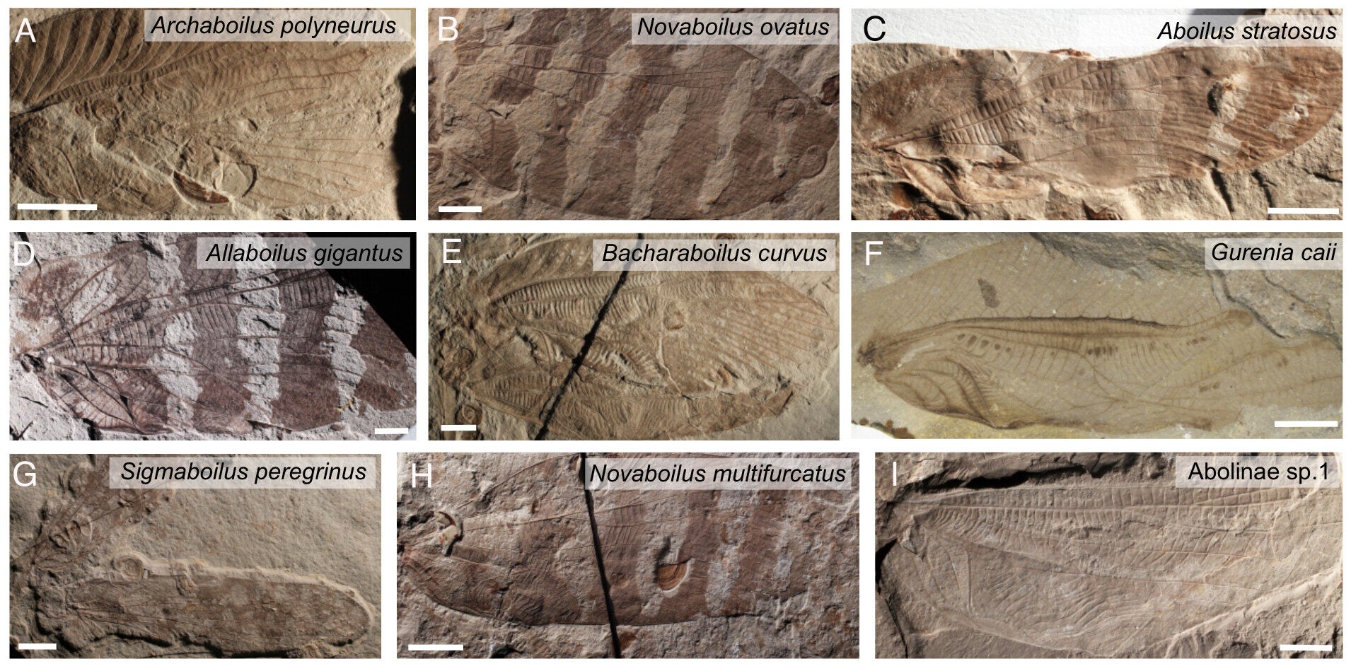 Fossilized wings and phylogenetically informed predictions of carrier frequency. (A–I) Examples of fossilized wings of the nine species presented in this study.