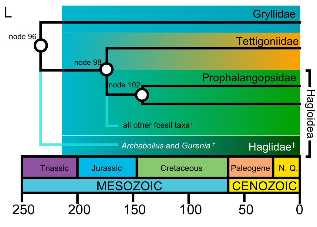 Broadest phylogenetic position of fossils used in this study, and indication of nodes between which taxa are positioned based on taxonomy.