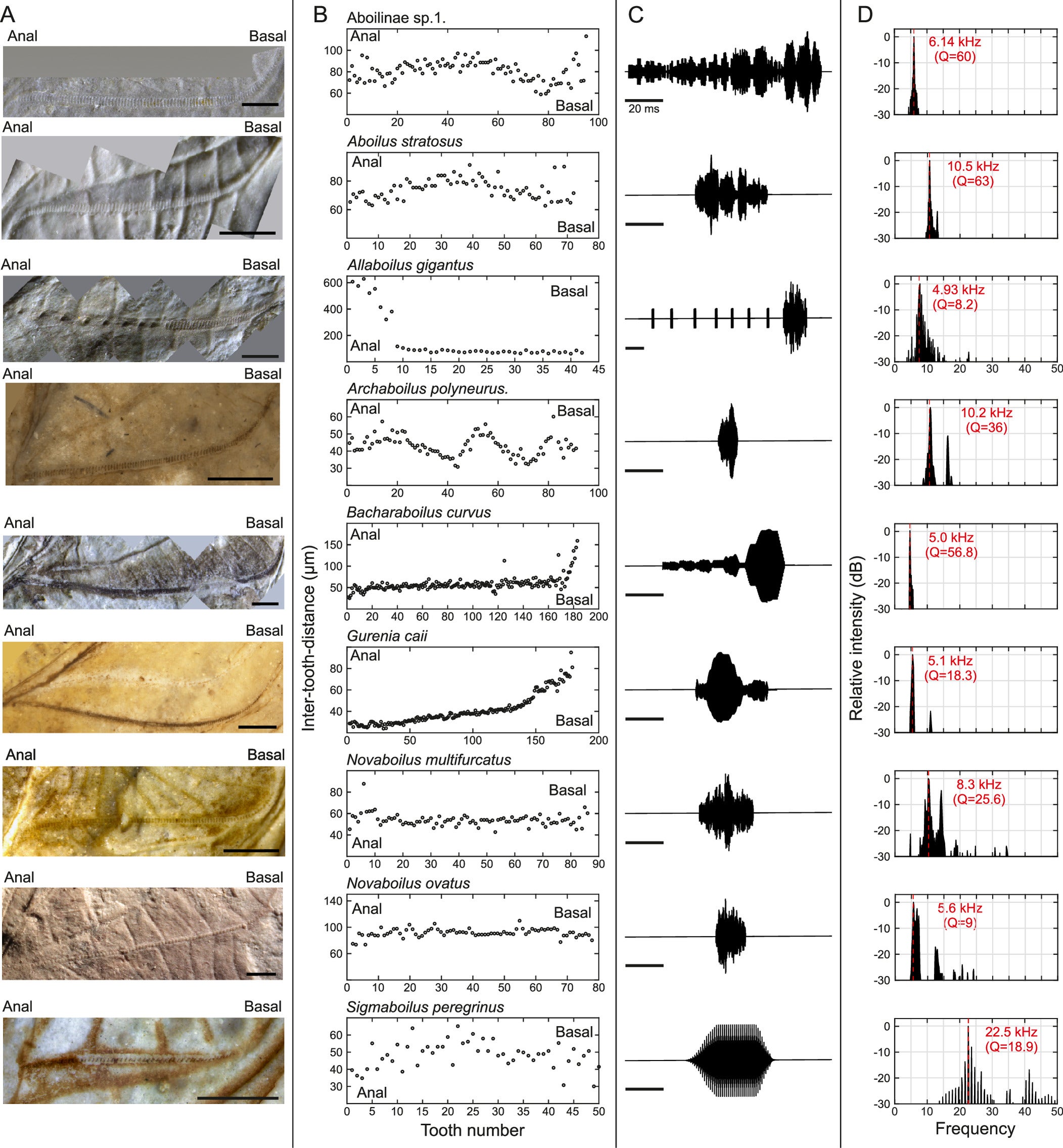 Reconstruction of the basic sound unit (syllable) of Jurassic ensiferan calls from stridulatory file morphology and model predicted carrier frequency.