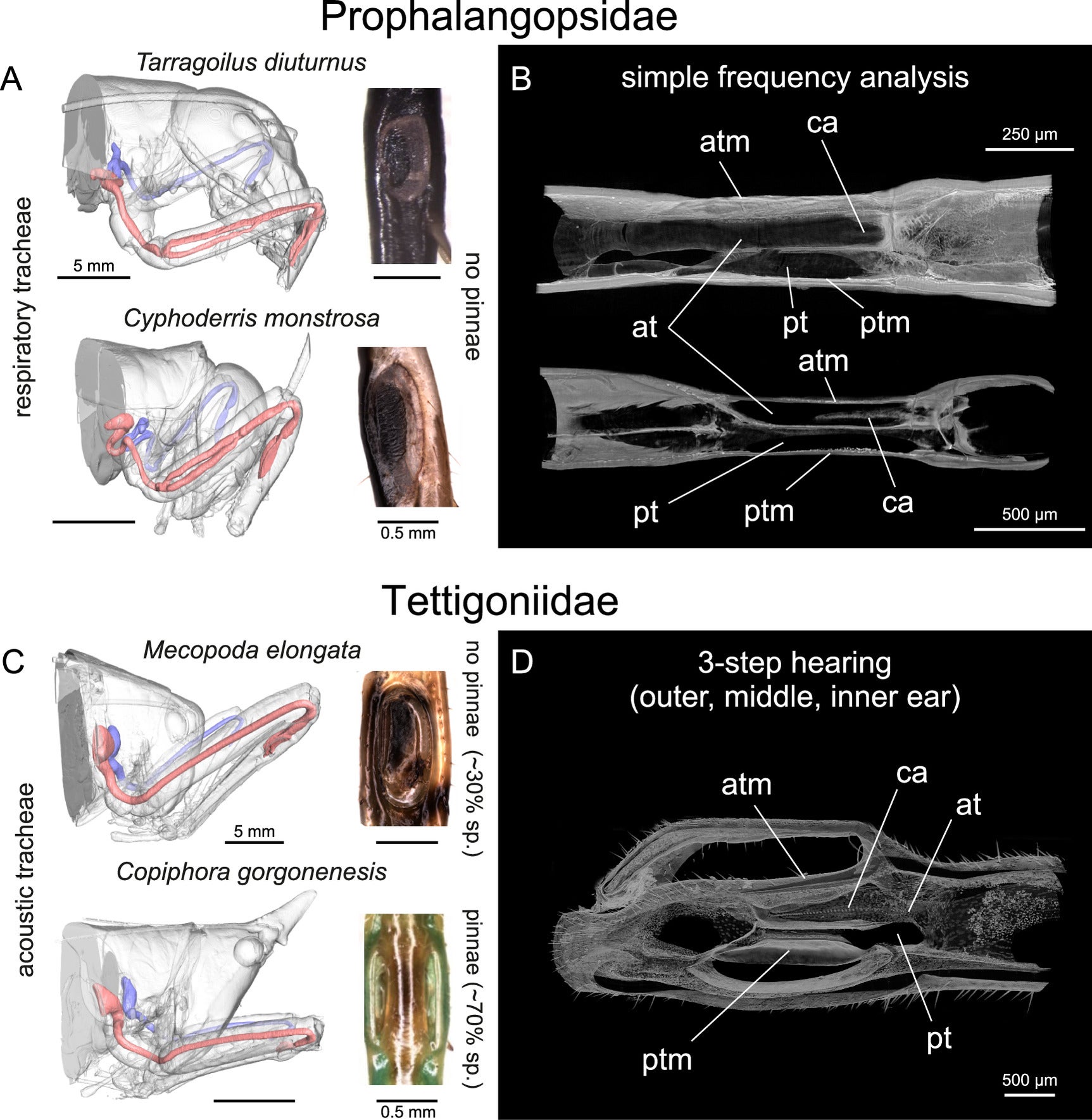 The hearing system of extant grigs (Prophalangopsidae) and katydids (Tettigoniidae). 