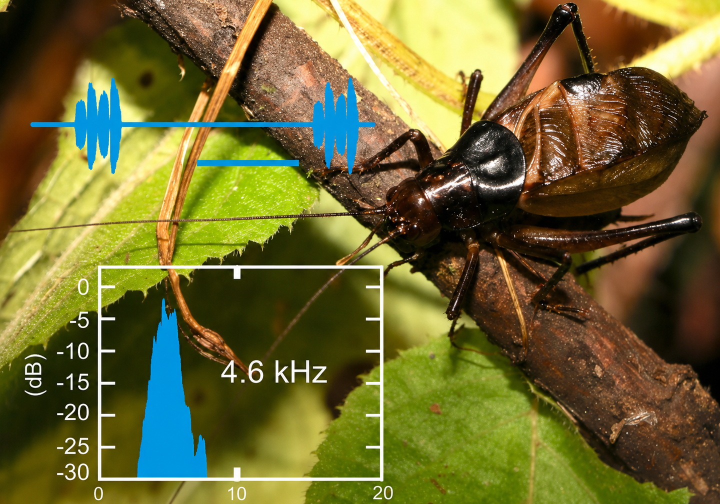 Tarragoilus diuturnus (a living member of the Prophalangopsidae) displaying call oscillogram and acoustic spectral energy.