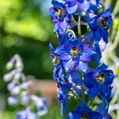 A larkspur specimen in bloom at Beal Botanical Garden. Known for their toxicity, injurious plants such as larkspur and wolfsbane have been leveraged by humans for millennia for their medicinal potential. 