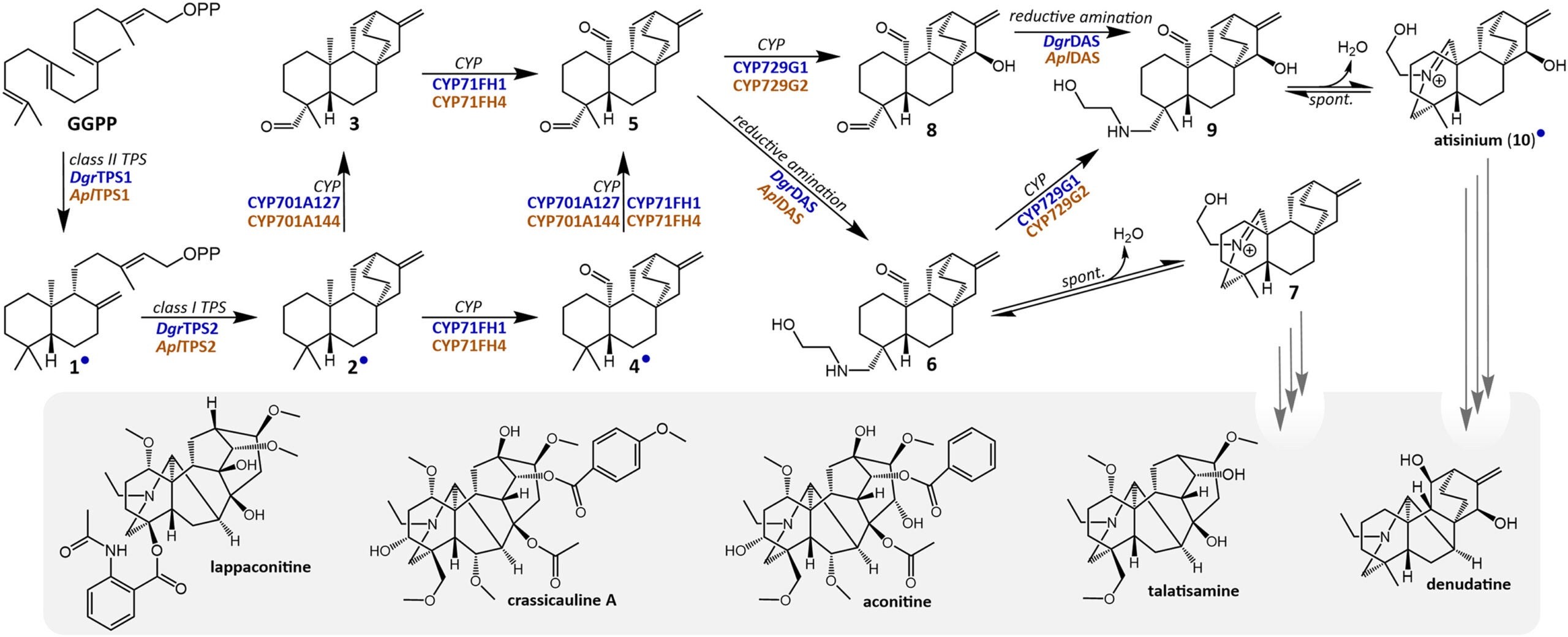Proposed biosynthetic pathway toward diterpenoid alkaloids.