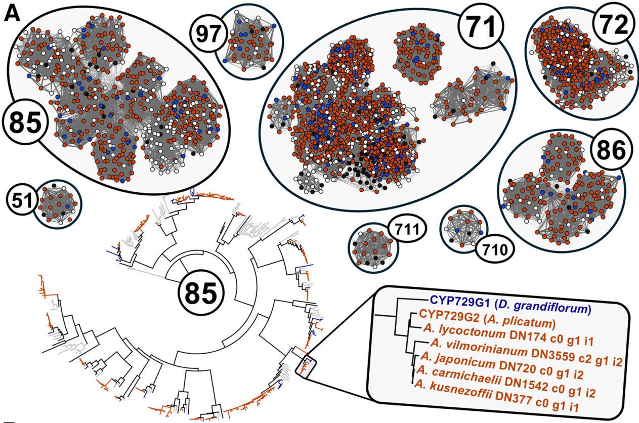 Visual representation of the search strategy for candidate CYPs. CYPs mined from each transcriptome were grouped into distinct clans through a sequence similarity network, and each clan was built into an individual phylogenetic tree.