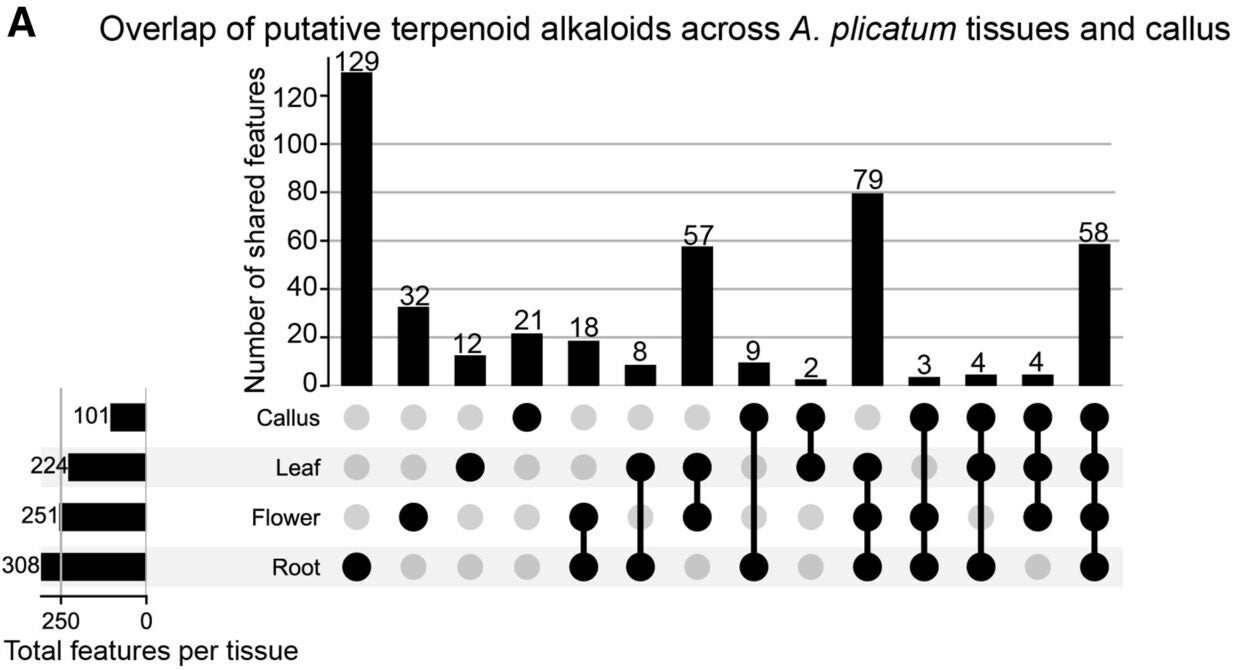 An UpSet plot showing shared and unique putative terpenoid alkaloids across callus cultures and leaf, flower, and root tissue of A. plicatum.
