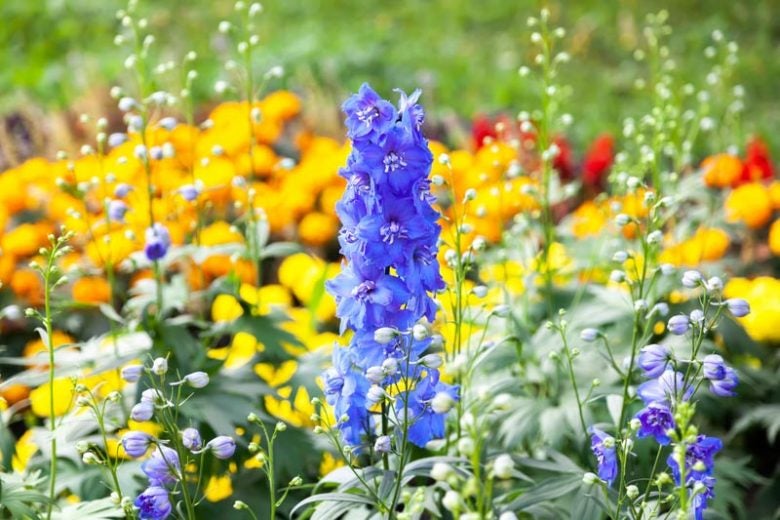 Deadly poisons in wolfsbane and larkspur linked to pain relief, malaria and cancer therapy