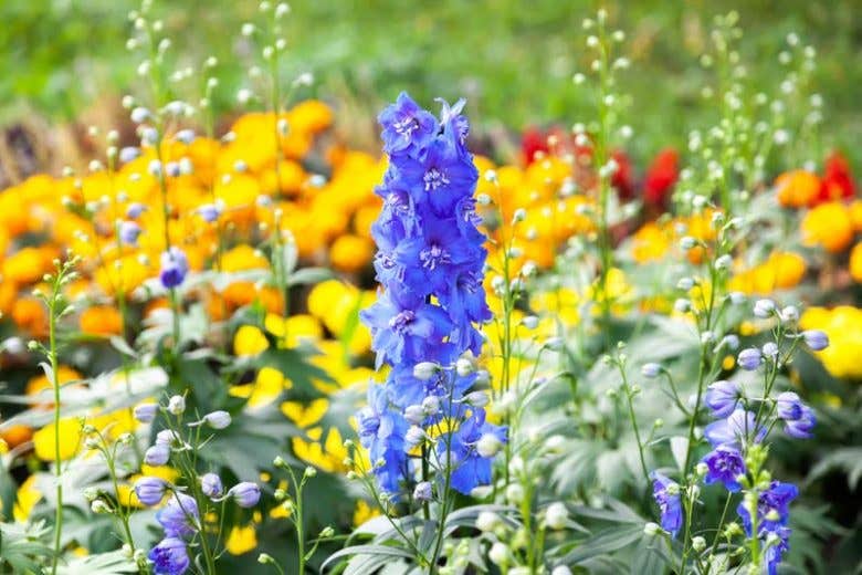Scientists recreated a wolfsbane and larkspur alkaloid pathway, opening new ways to study complex plant-derived medicines.
