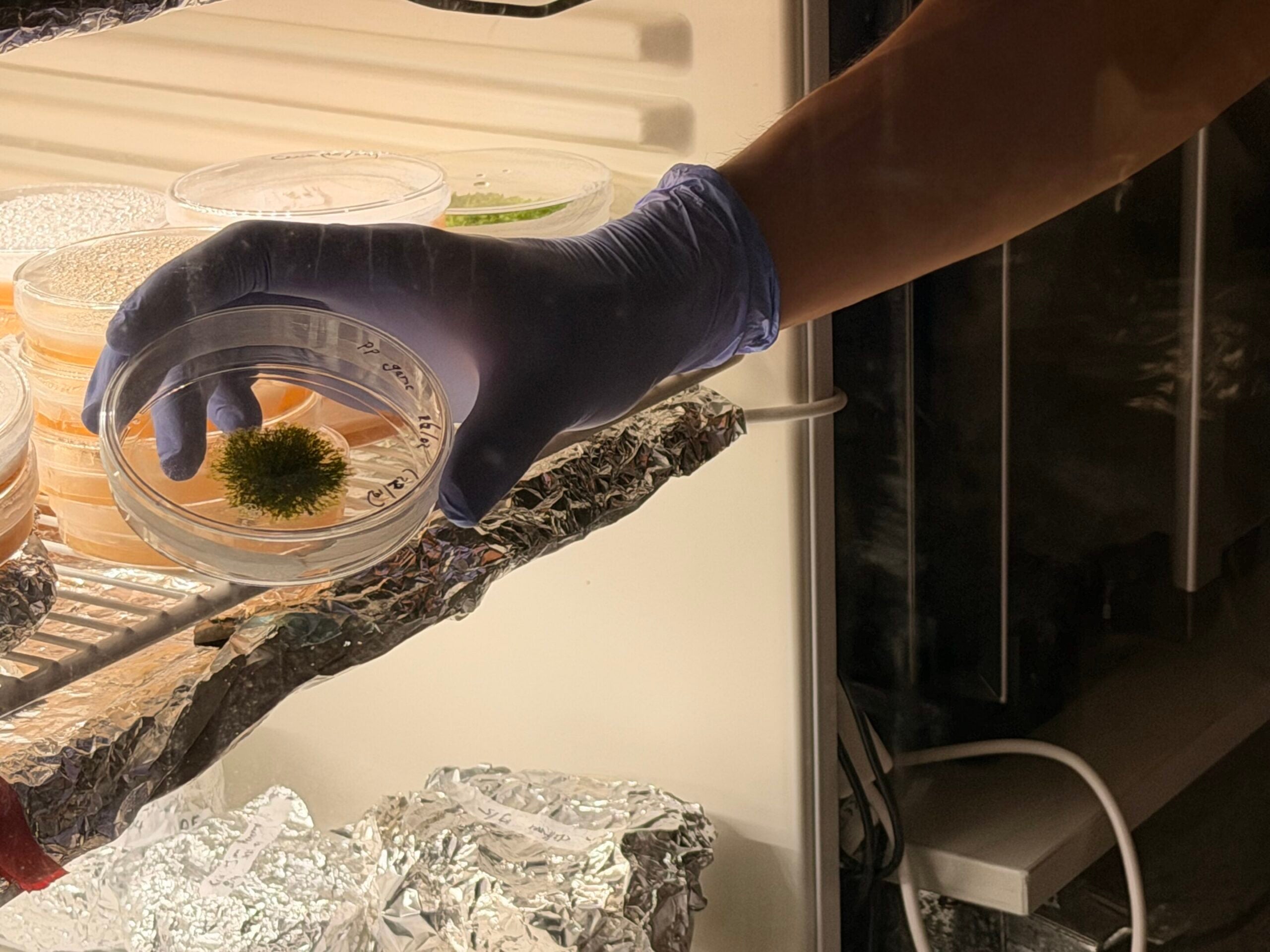 Retrieving the moss Physcomitrium patens from storage. 
