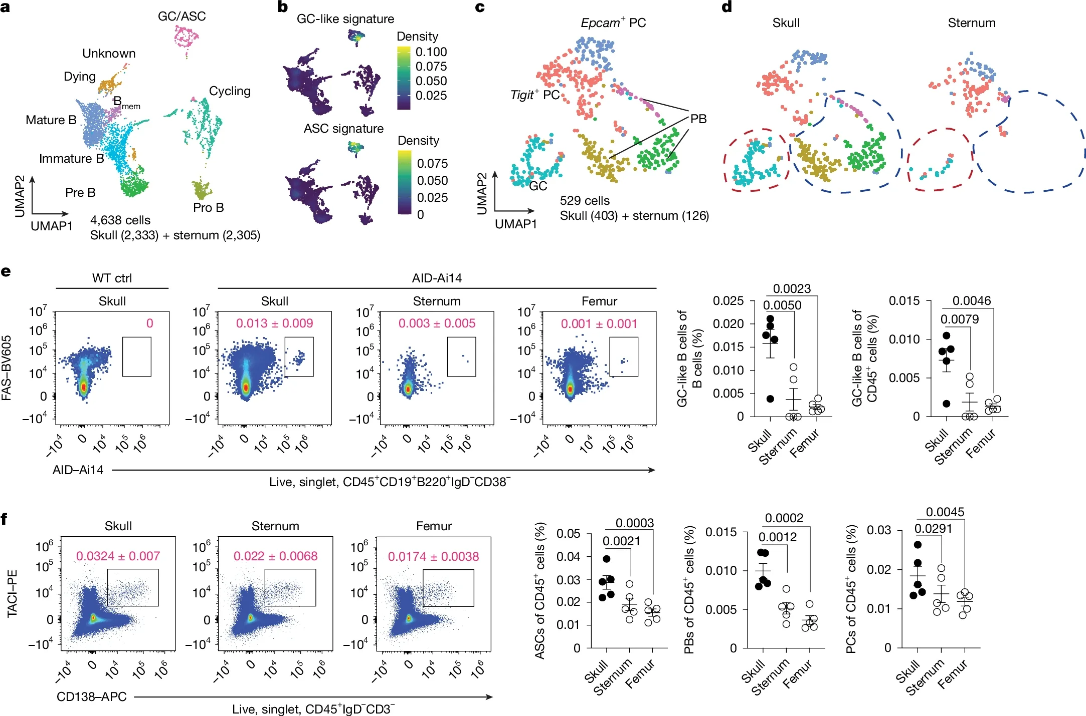 Skull BM B cells are consistently activated under homeostasis.