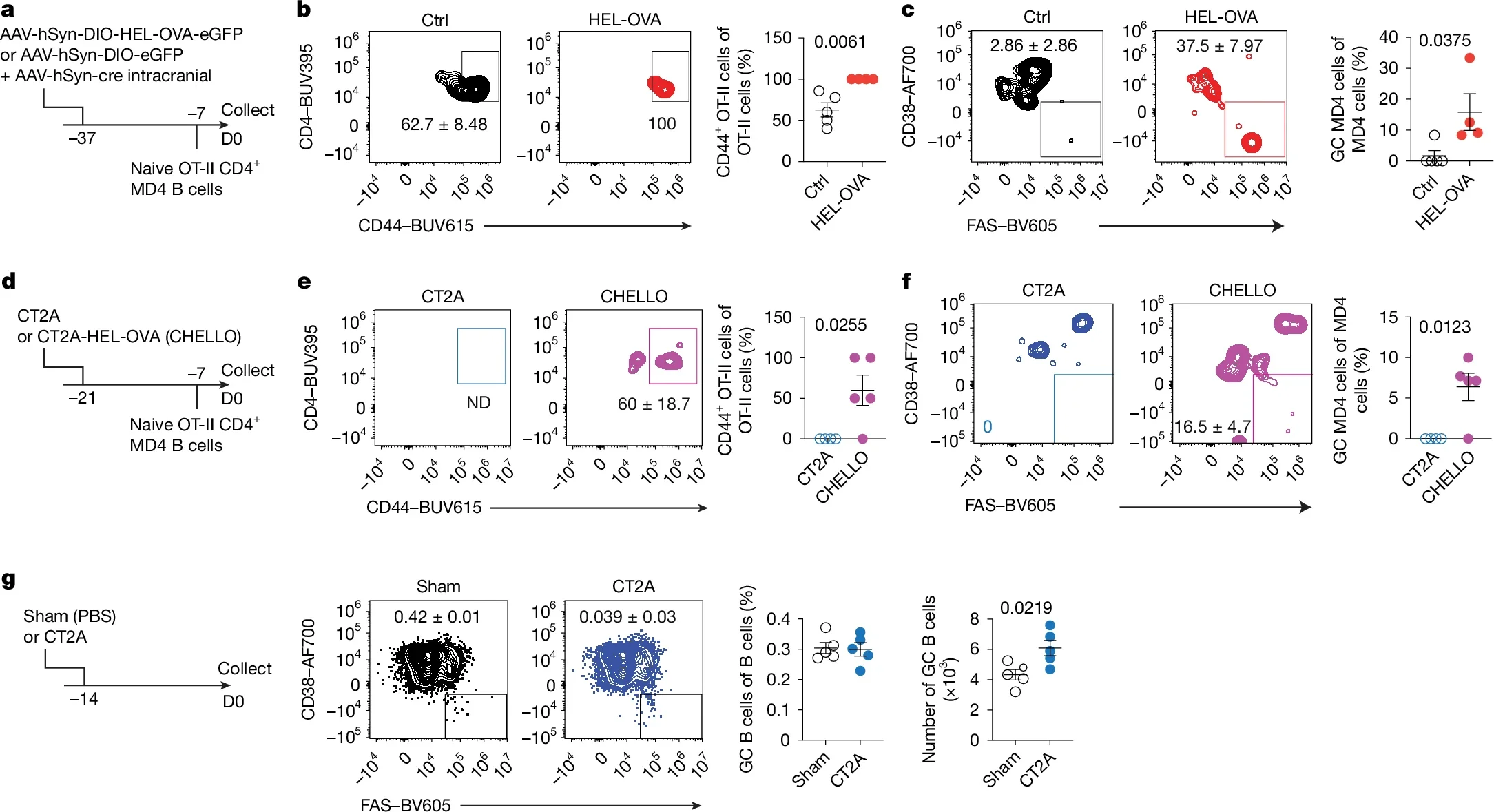 Skull lymphoid structures respond to brain-derived antigens.