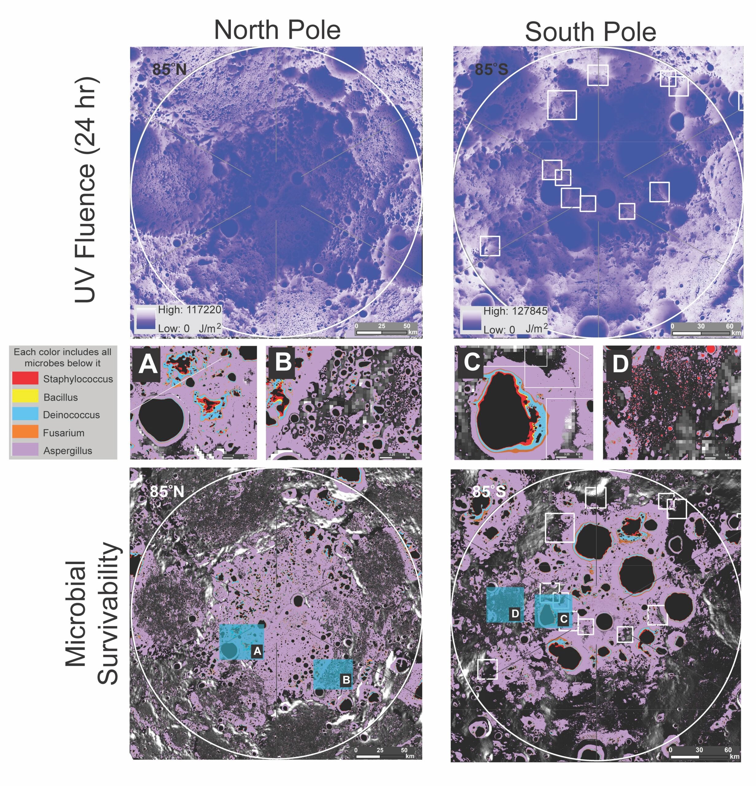 Microbial survivability in the polar regions of the Moon.