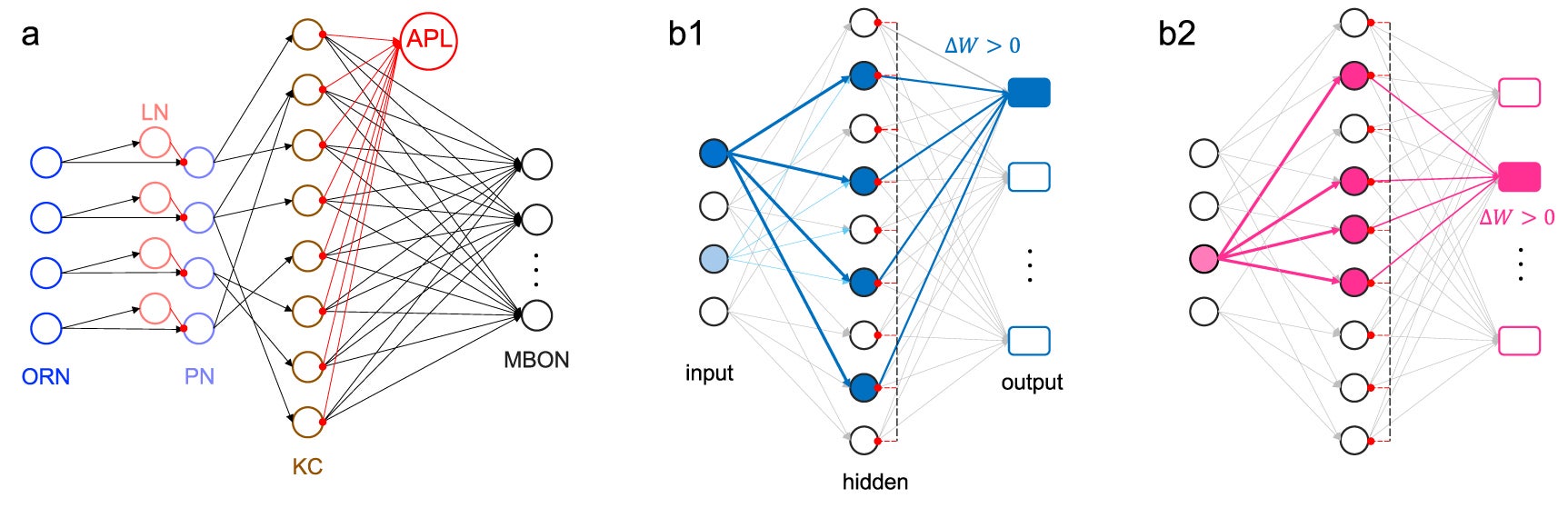 On the left, the brain circuitry for olfaction (classifying smells) in fruit flies is represented as circles (different types of neurons) and arrows (active pathway connections). On the right, the fruit fly-inspired Spi-Fly architecture.