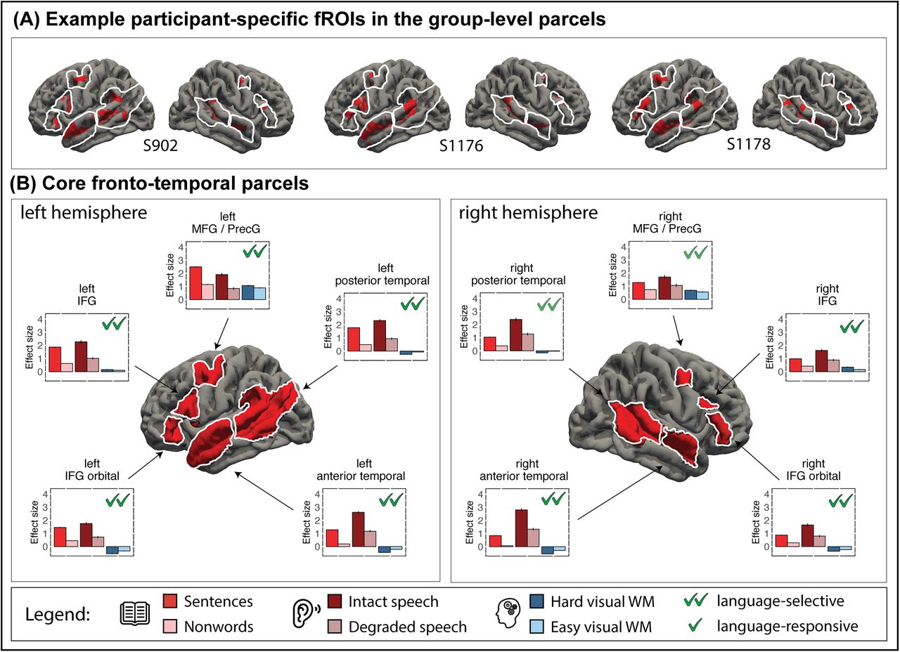 Language-responsive regions in the core language network and their functional profiles.