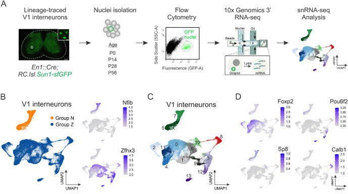 Single-nucleus transcriptomic profiling identifies V1 clades as molecularly distinct subsets.