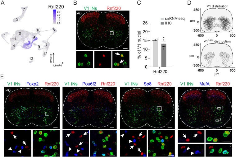 Identification of a novel V1 interneuron subset.