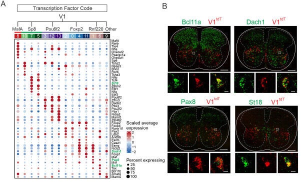 Molecular profiles of V1 interneuron subsets.
