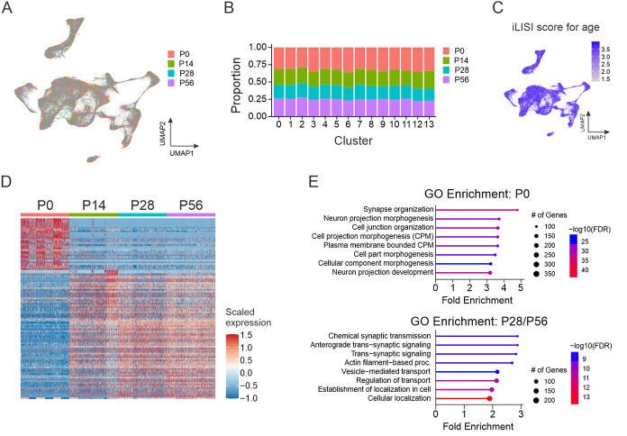 Changes in gene expression across postnatal development do not change core neuronal identity.