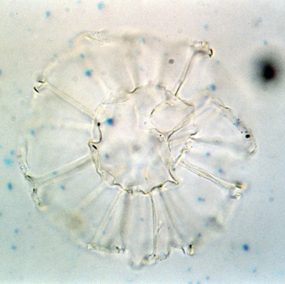 The dinoflagellate cyst shown, Nematosphaeropsis labyrinthus (with a diameter of about 40 μm), is a typical subtropical front indicator.