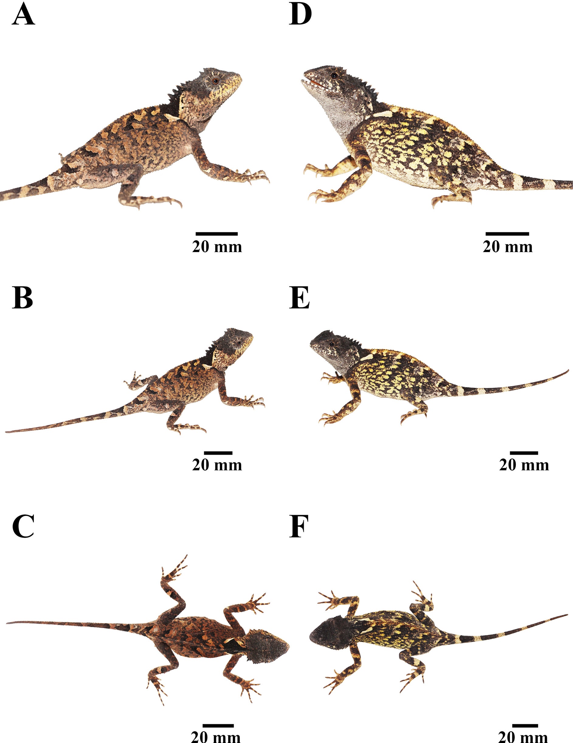 Adult female paratype (THNHM31130 for (A–C), THNHM31131 for (D–F)) of Acanthosaura syrax sp. nov. A, B. Right lateral view; C, F. Dorsal view. D, E. Left lateral view.