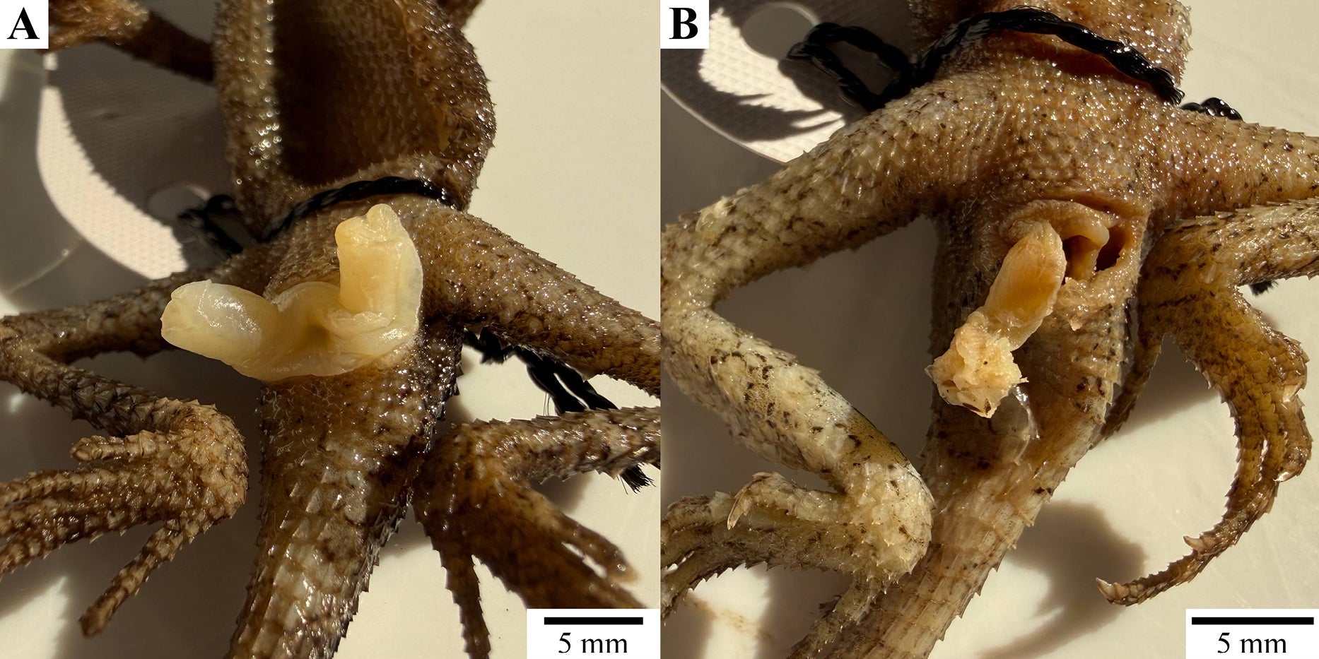 Cloaca opening with everted hemipenis of male Acanthosaura syrax sp. nov. A. Holotype THNHM31129; B. Paratype THNHM31135.
