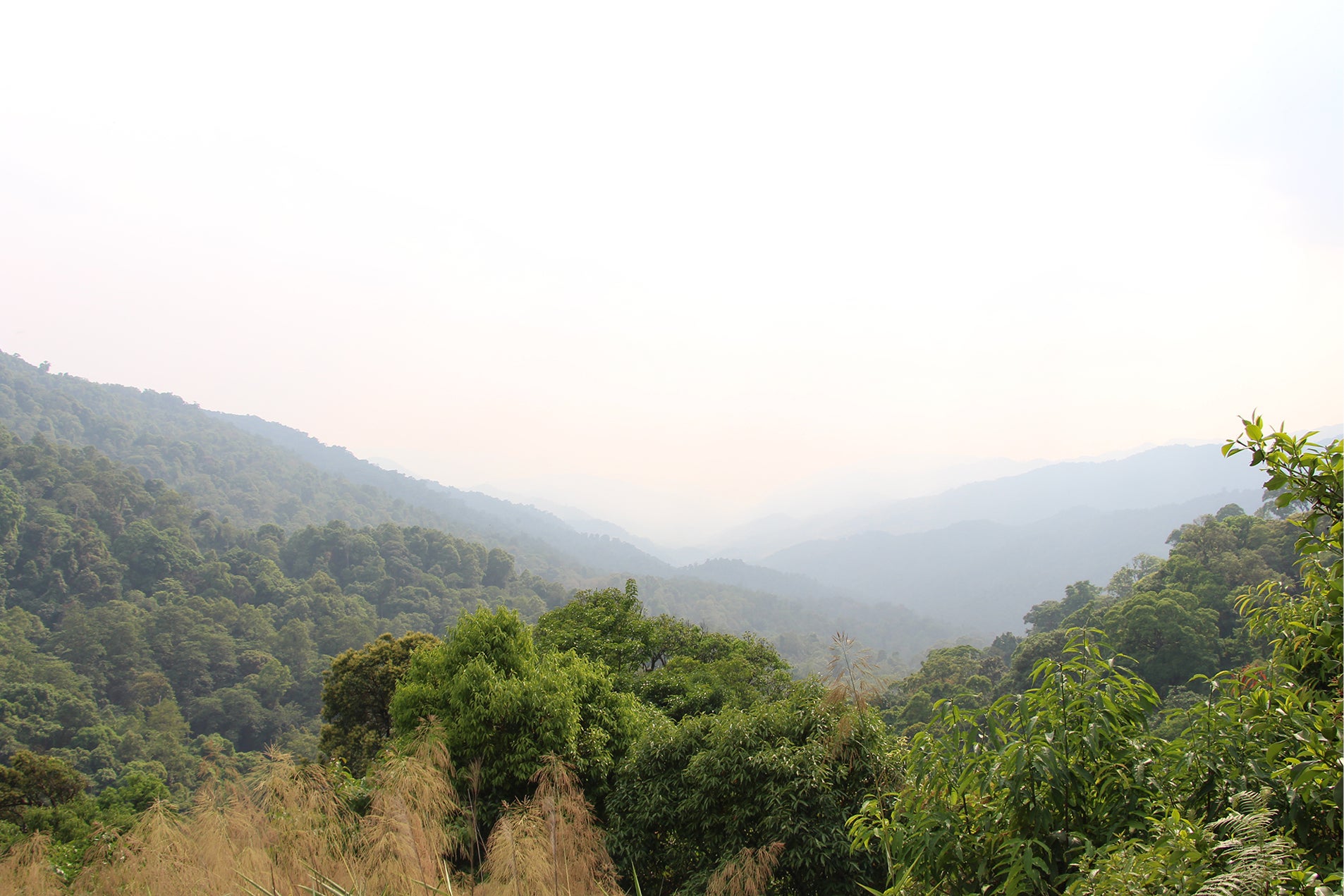 Forest habitat of Acanthosaura syrax sp. nov. in Mae Wong National Park, Mae Wong District, Kampheang Phet Province, Thailand