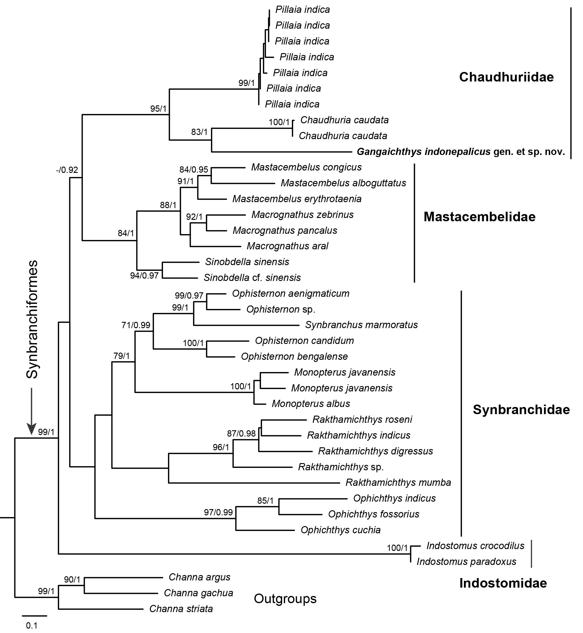 Maximum likelihood phylogeny of the Synbranchiformes. Numbers at nodes indicate bootstrap support/ posterior probability (> 70, 0.9).